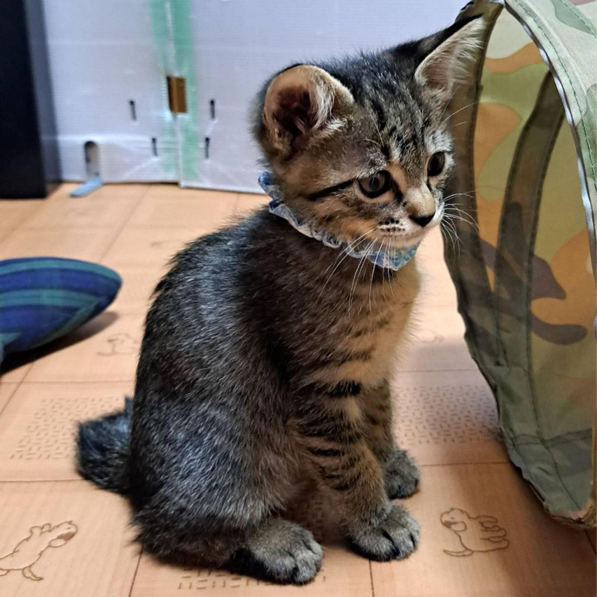 pet-image-3