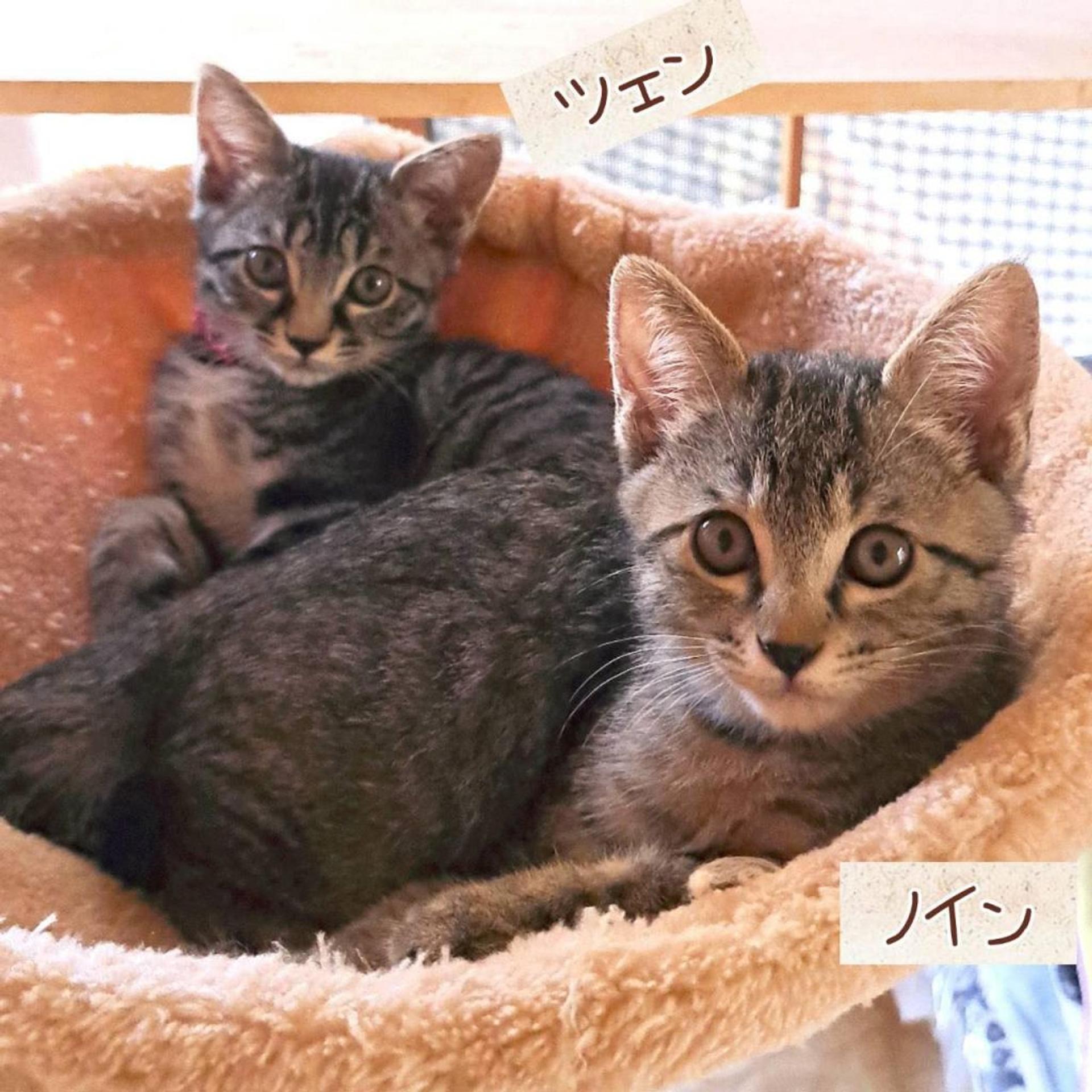 pet-image-6