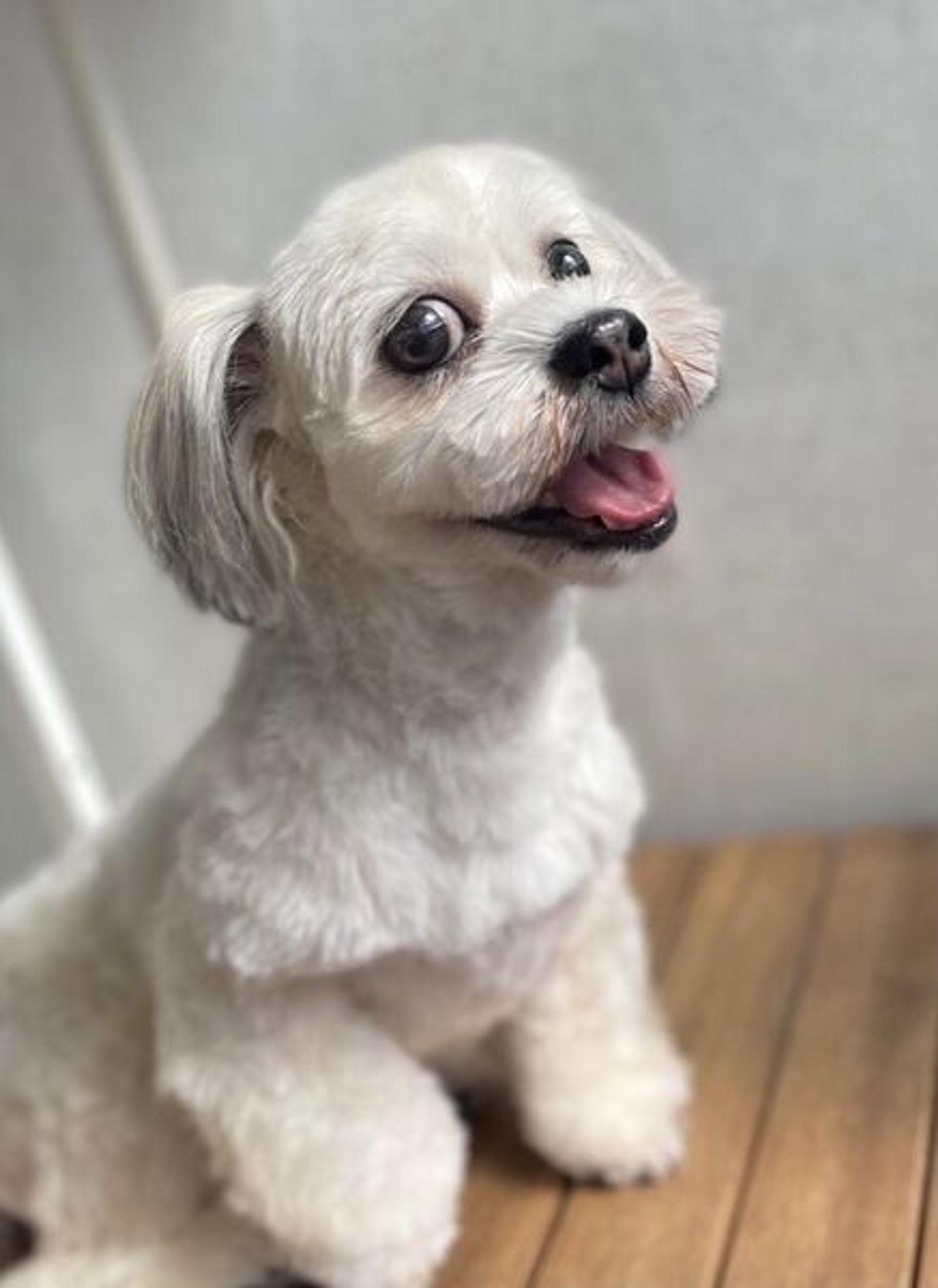 pet-image-3