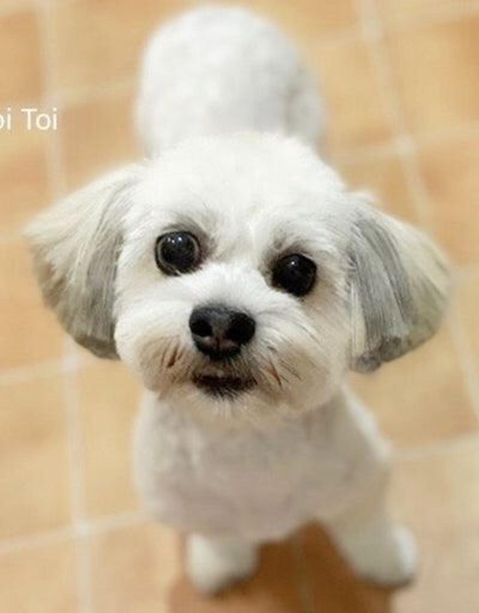 pet-image-4