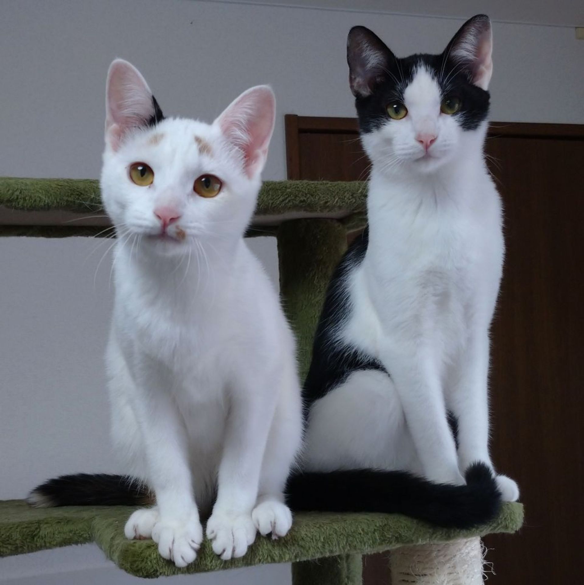 雑種（ミックス猫）・オスの里親募集の写真