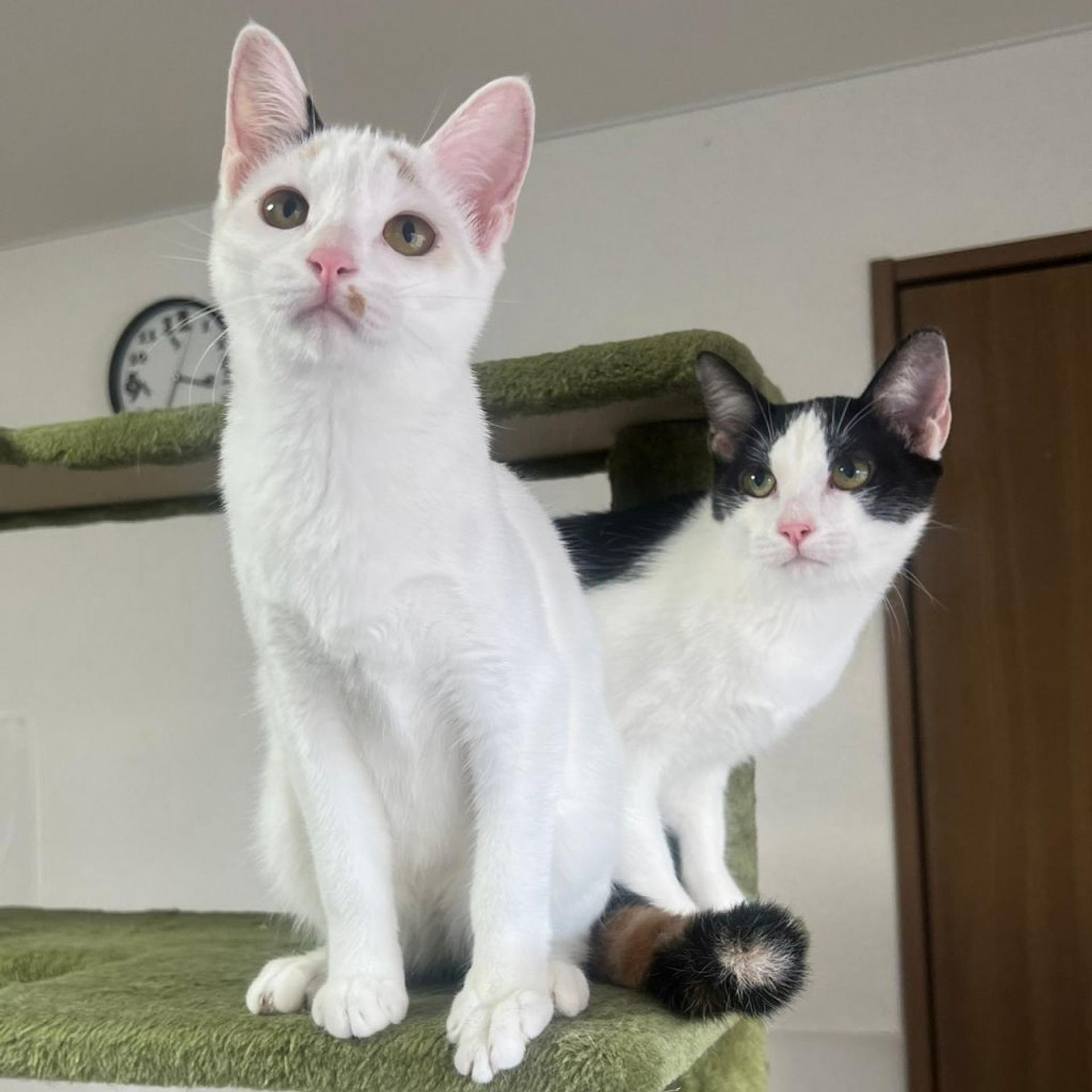 pet-image-3
