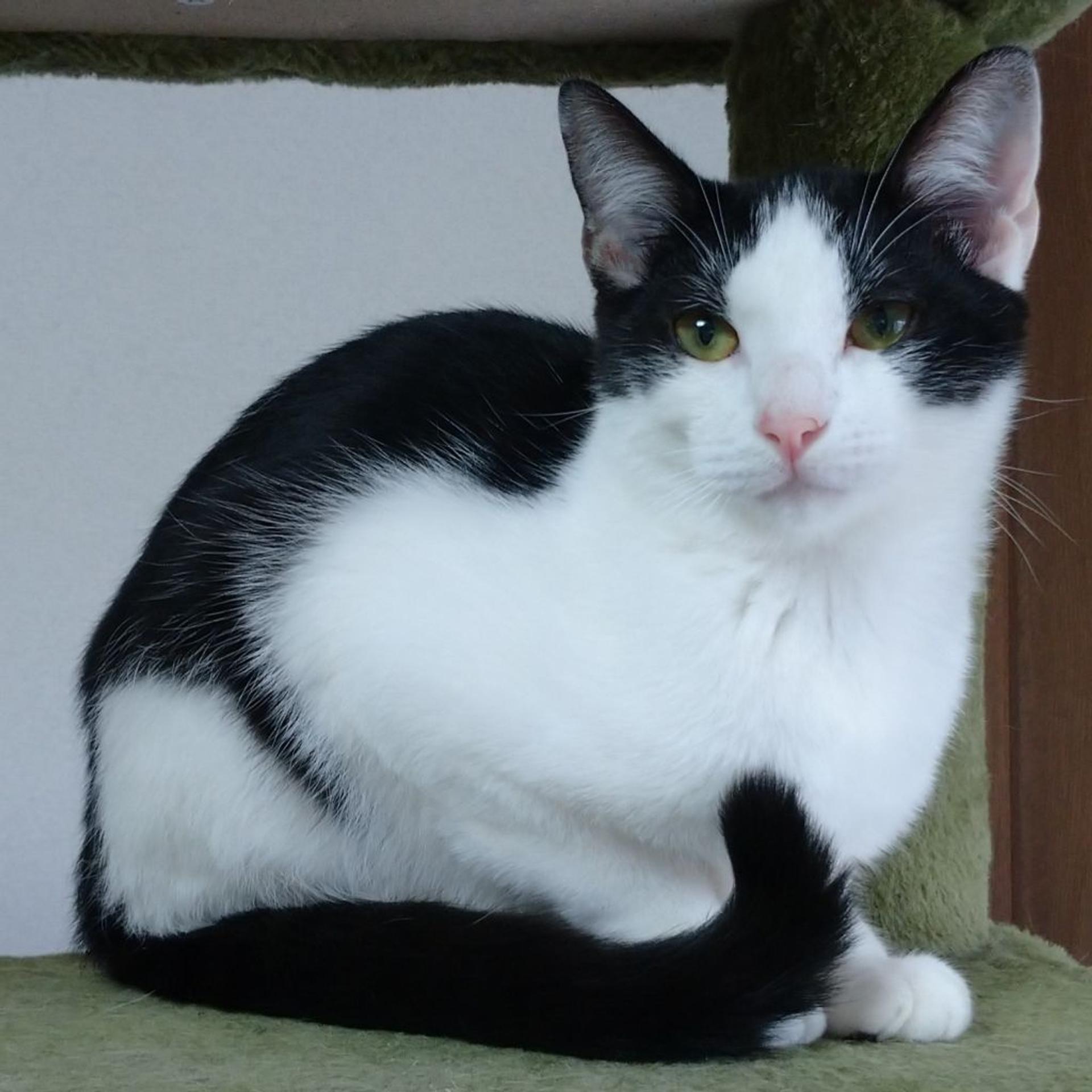 pet-image-5