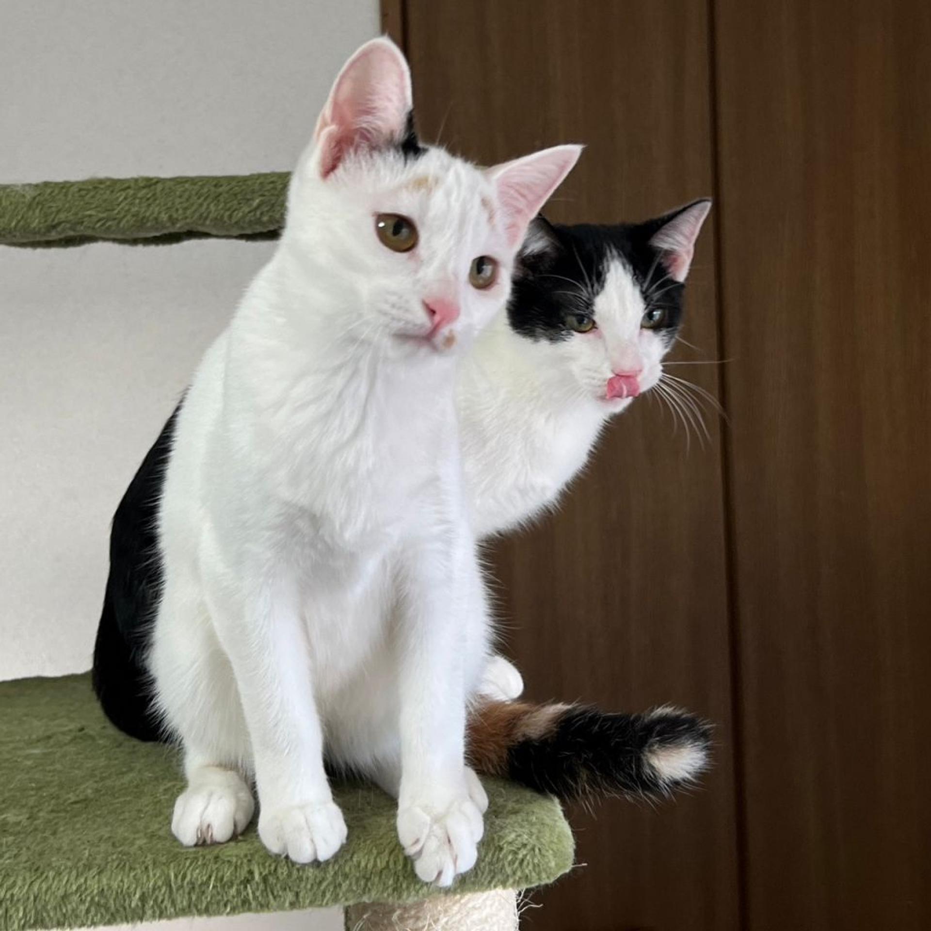 pet-image-6