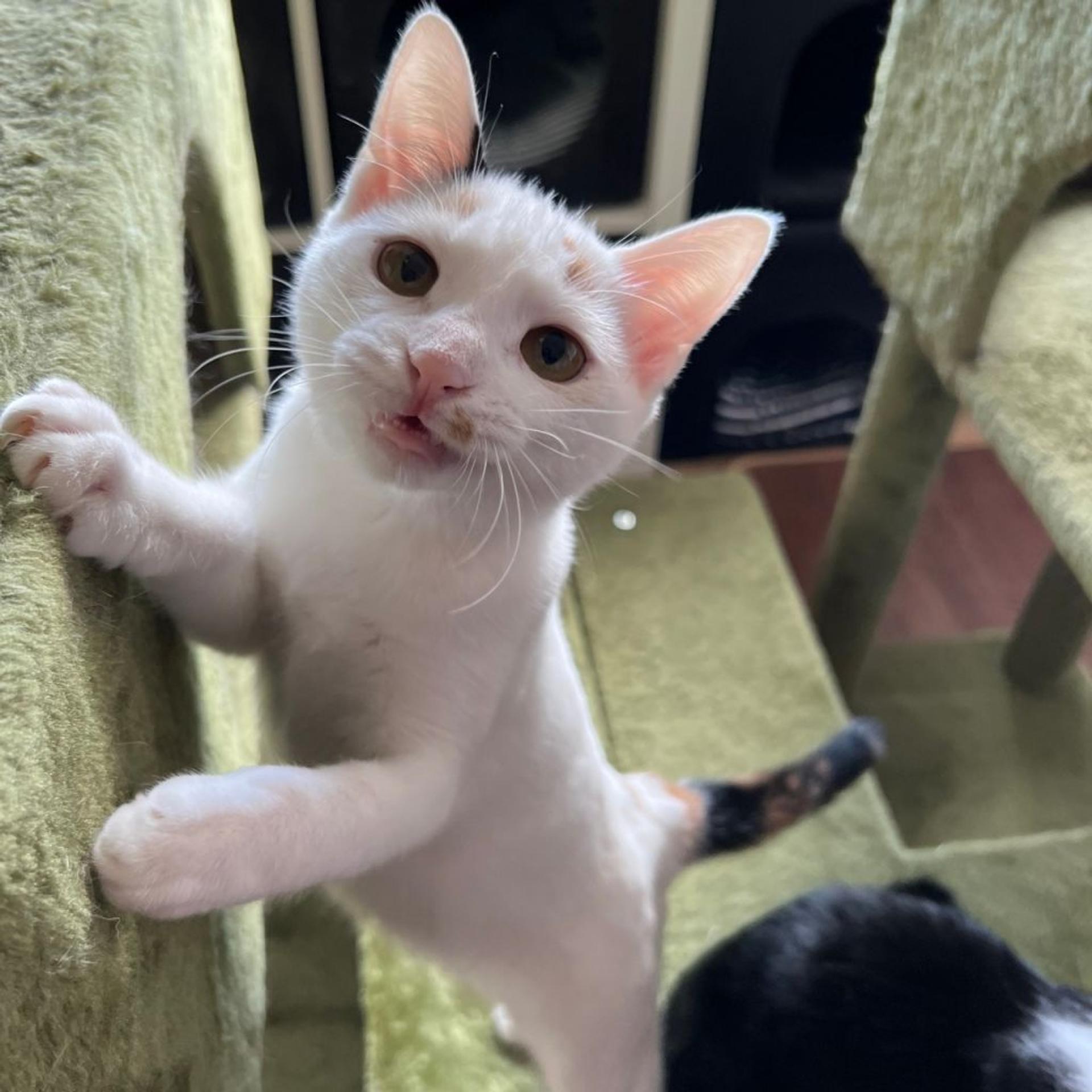 pet-image-7