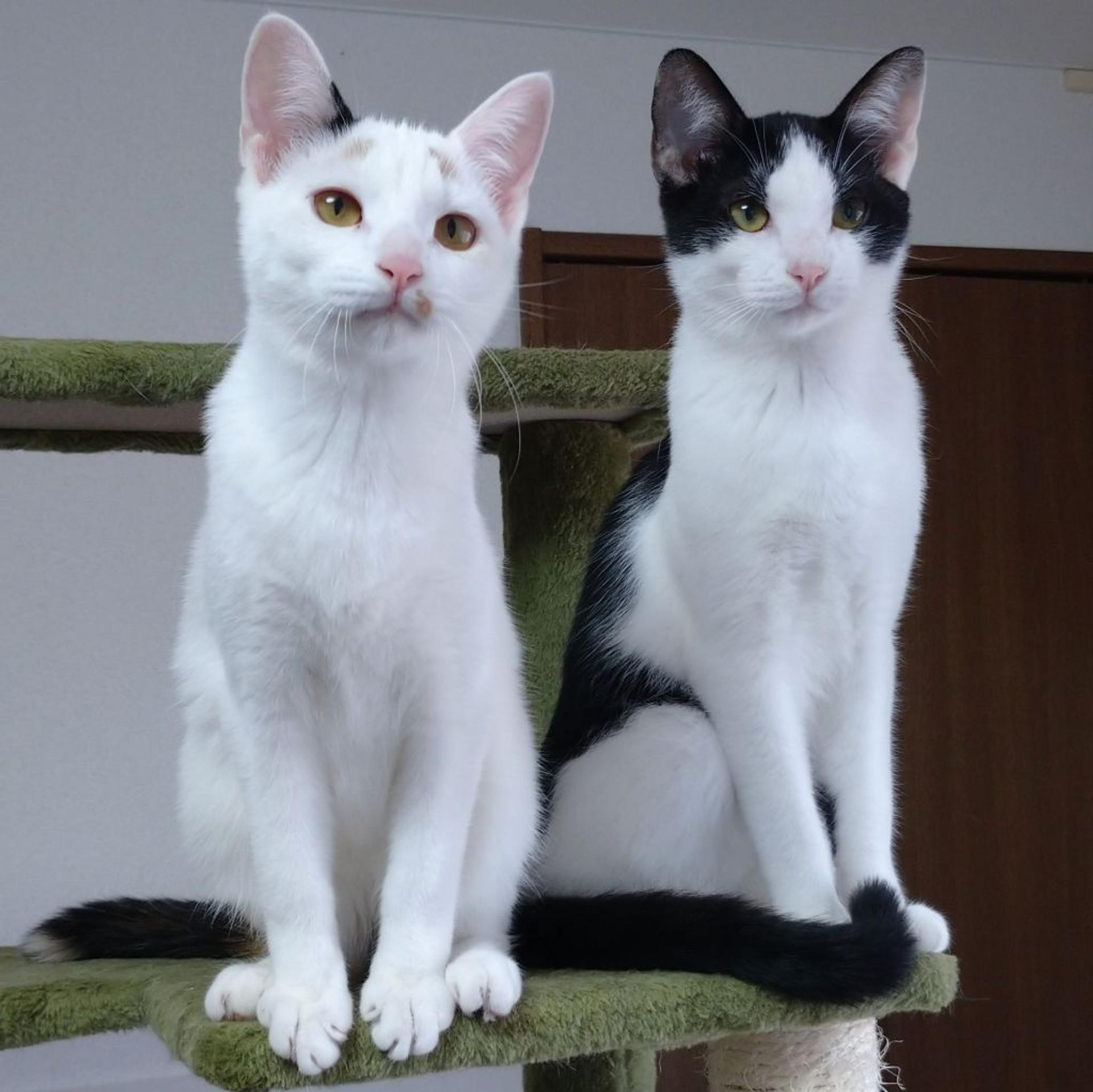 pet-image-10