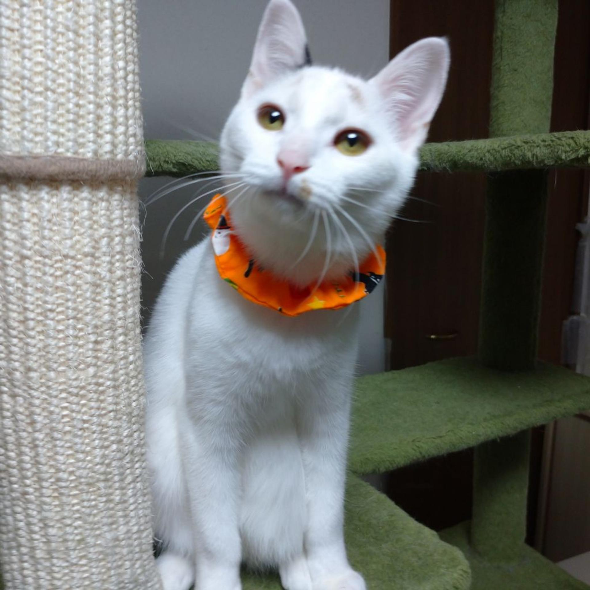 pet-image-2