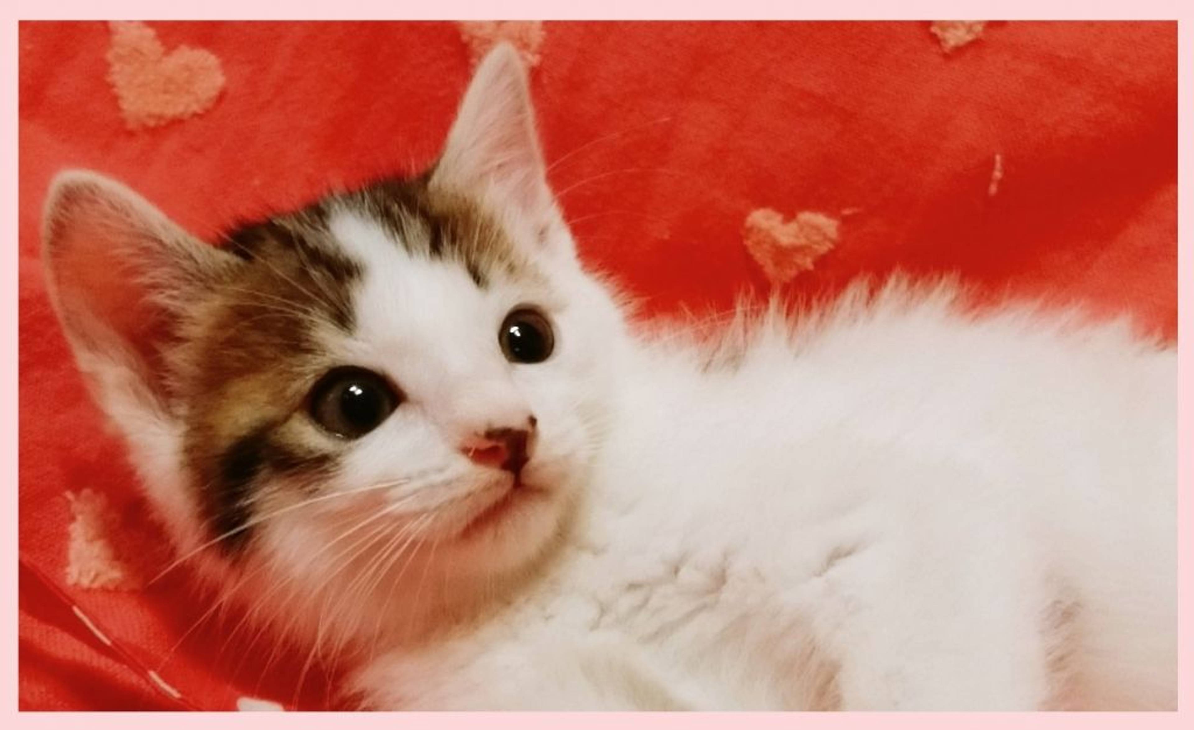 雑種（ミックス猫）・メスの里親募集の写真