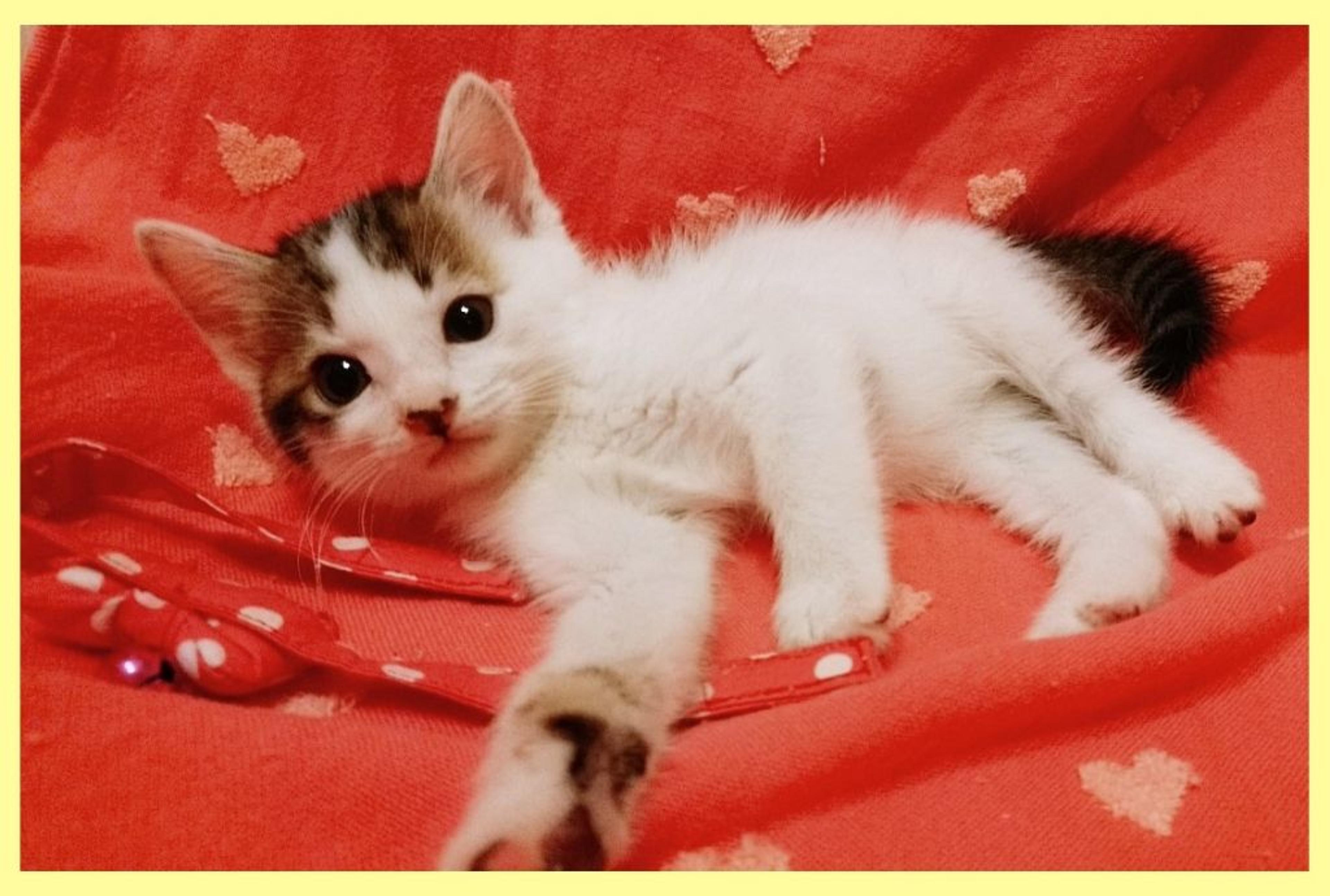 pet-image-2