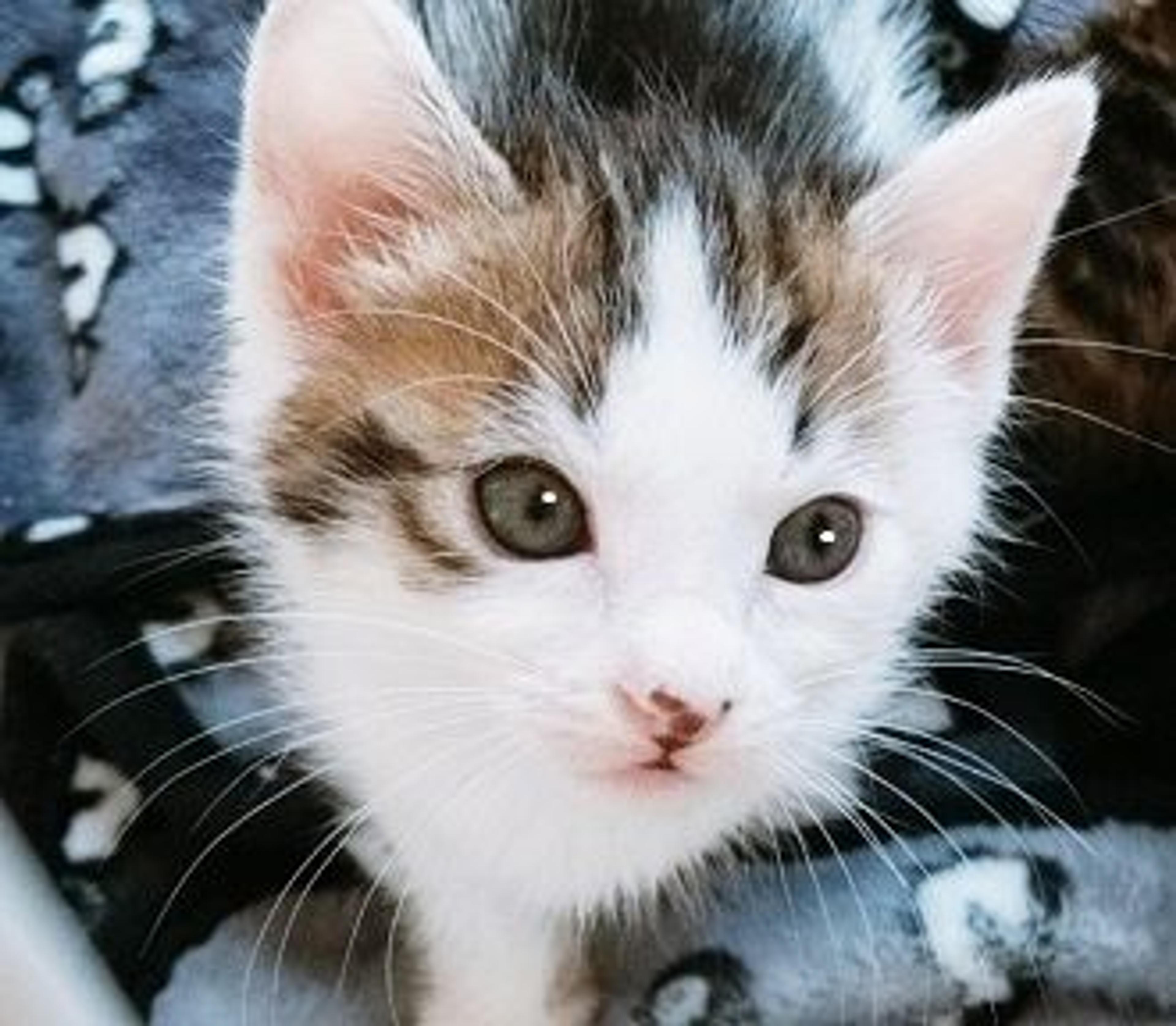pet-image-3