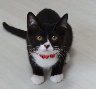 夢ちゃんの写真