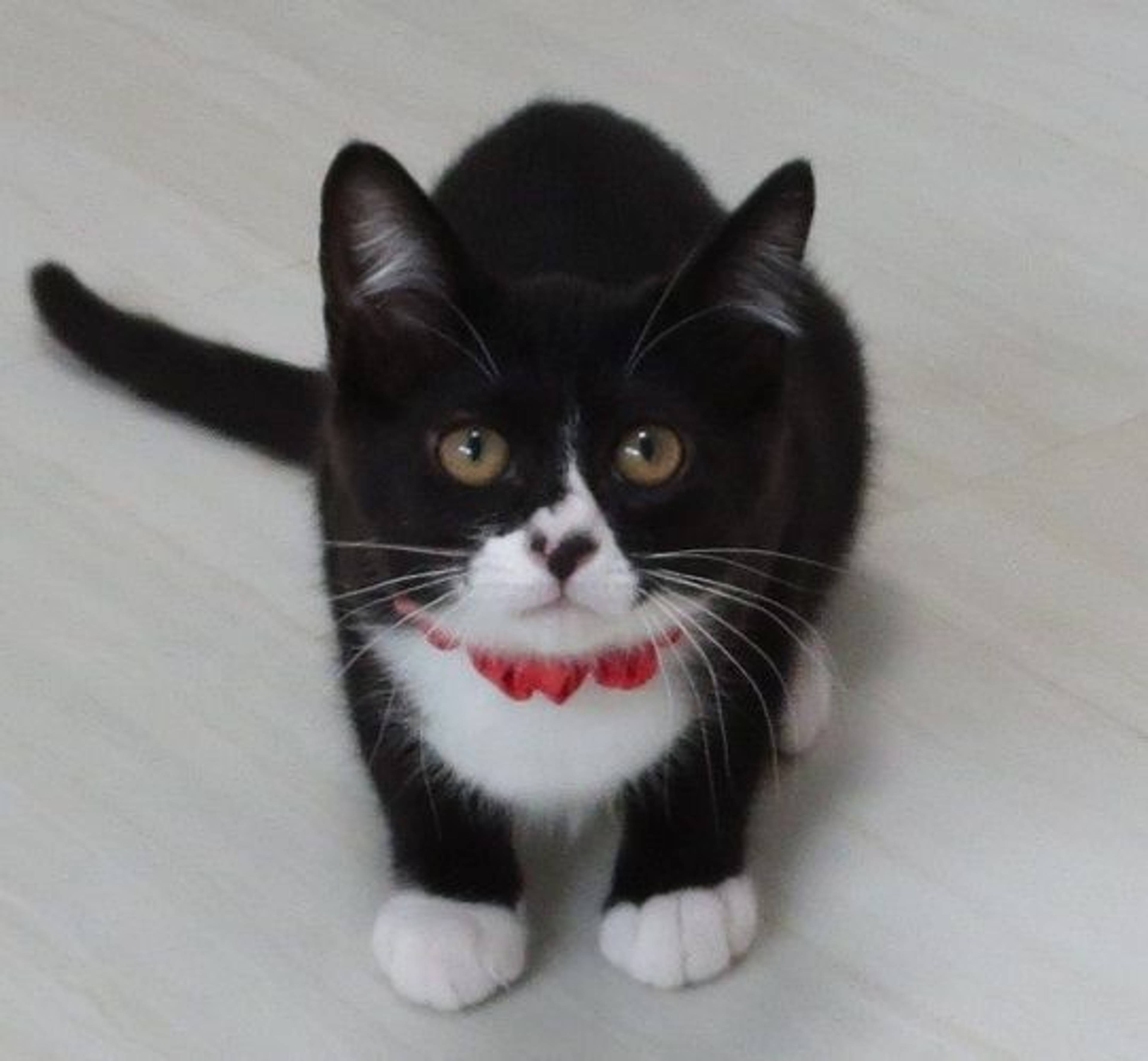 雑種（ミックス猫）・メスの里親募集の写真