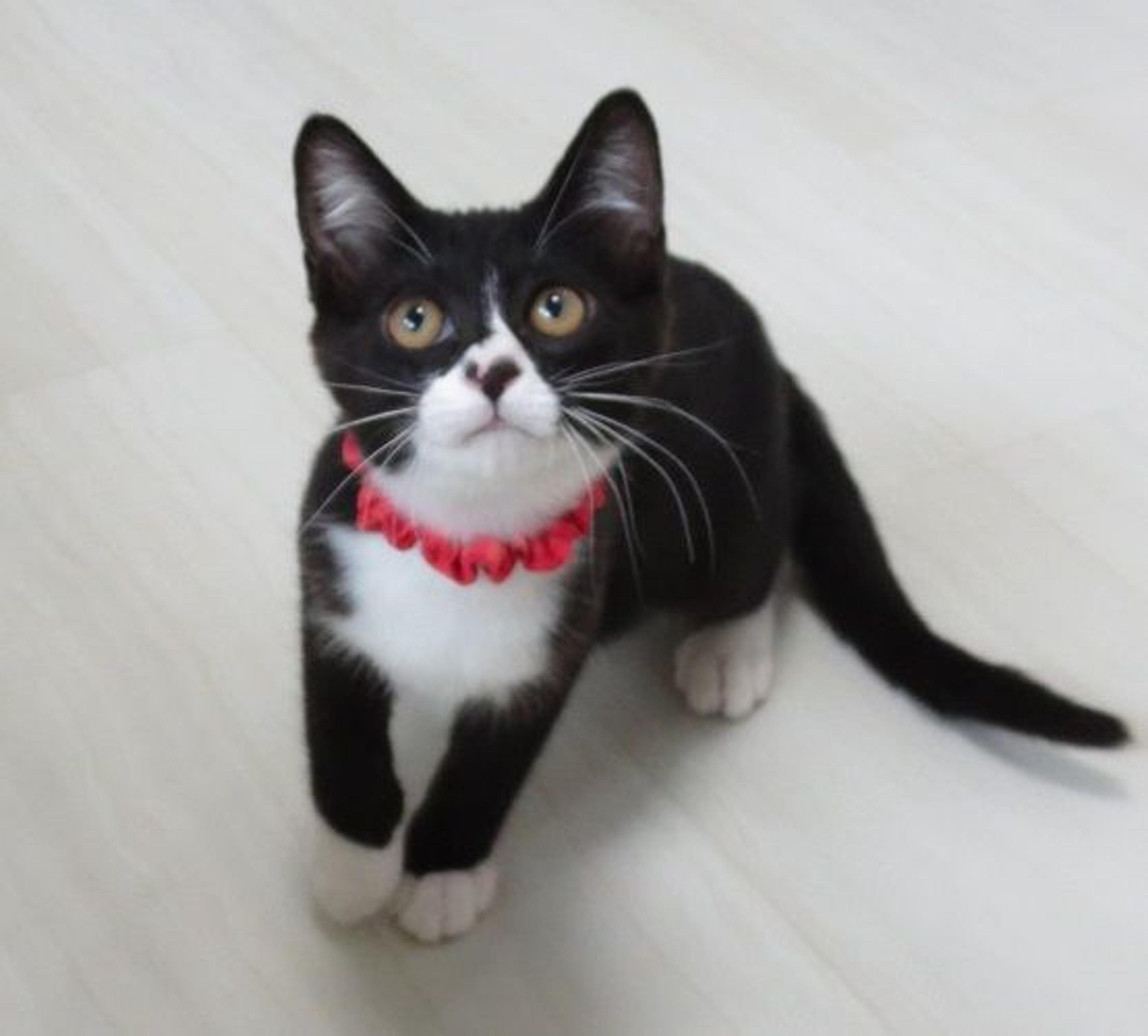 pet-image-3