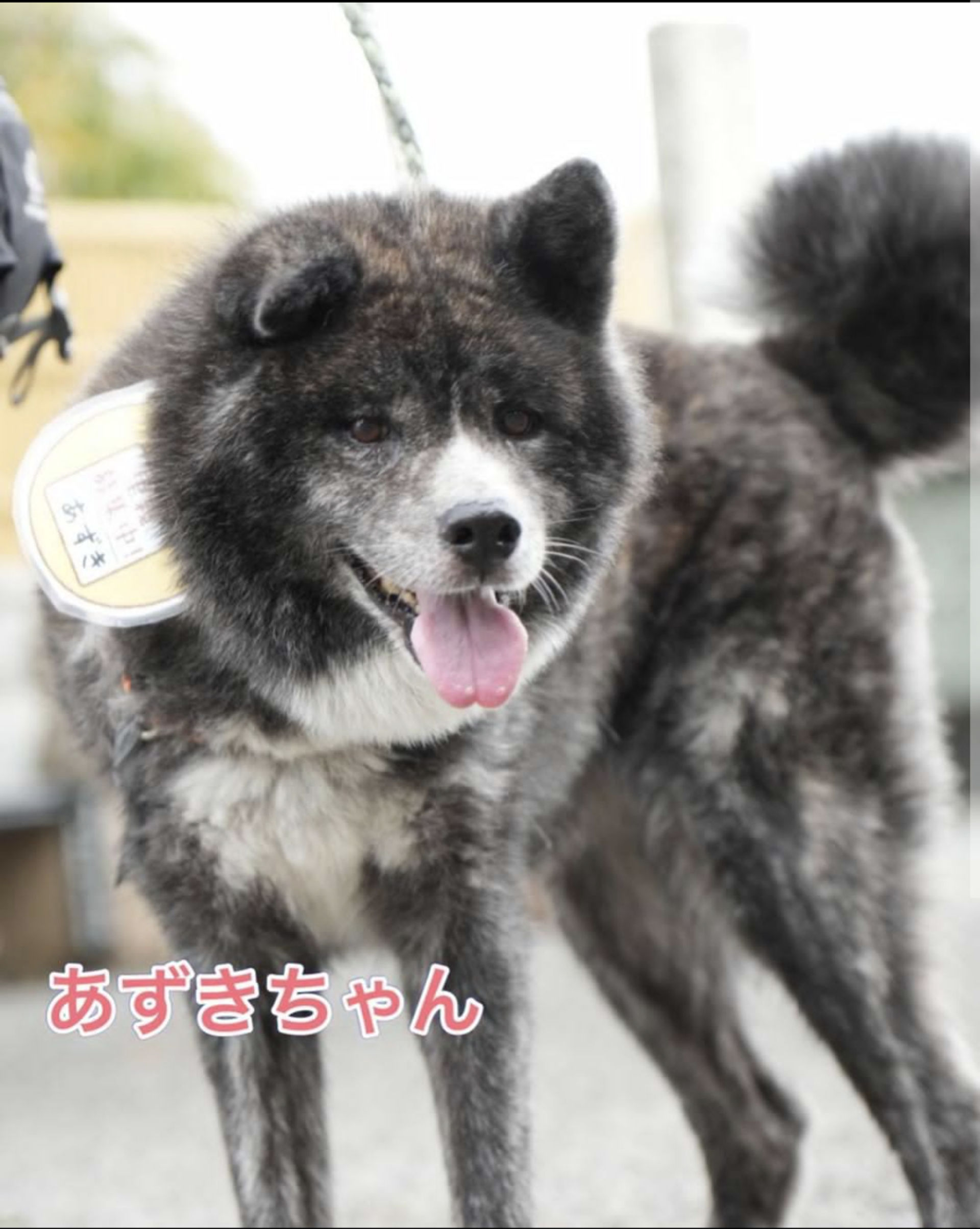 秋田犬・メスの里親募集の写真