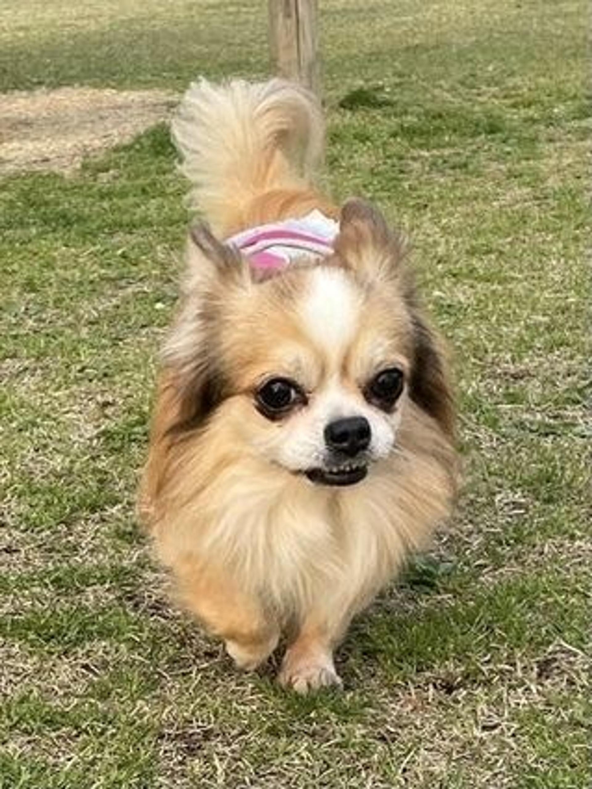 pet-image-4