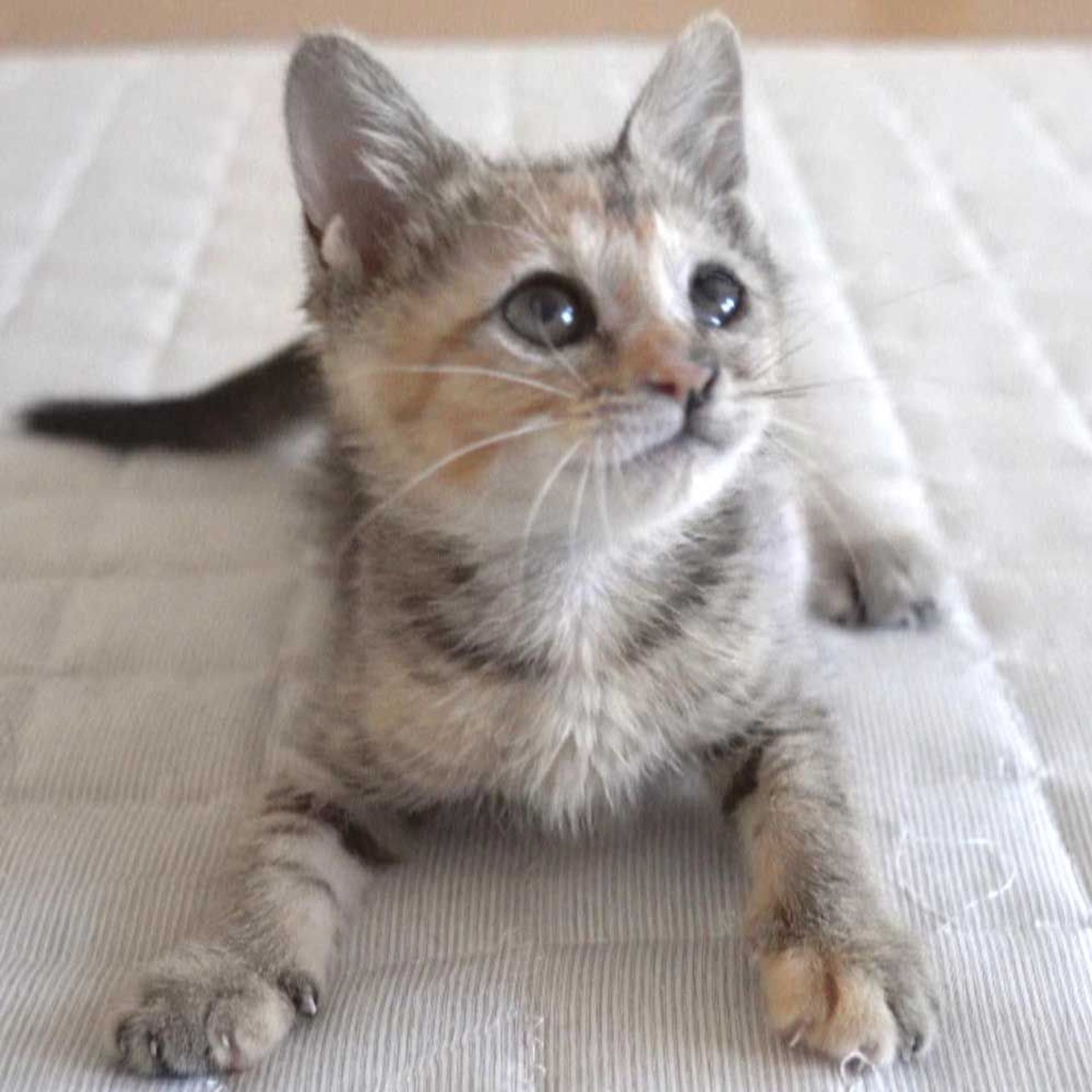 雑種（ミックス猫）・メスの里親募集の写真