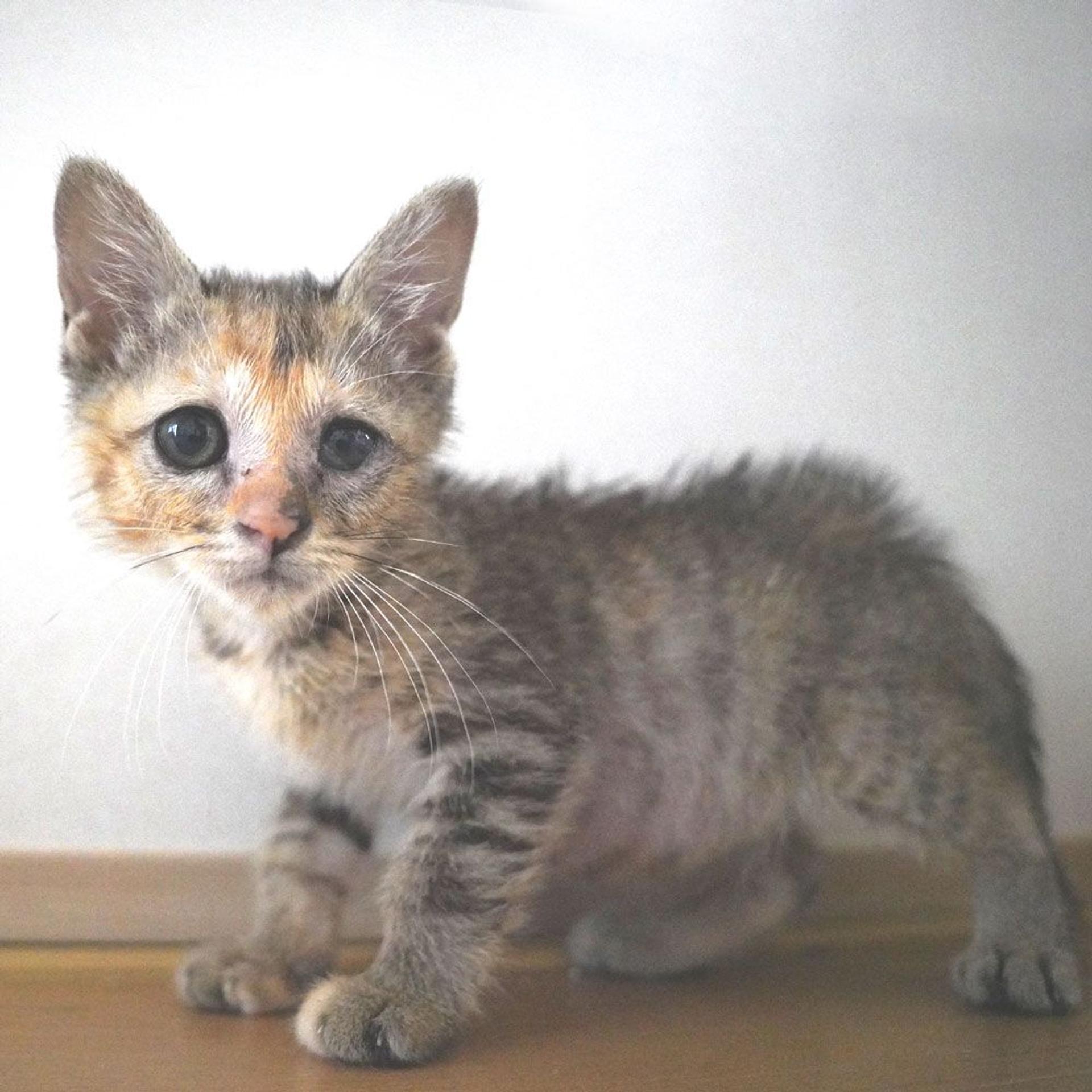 pet-image-9