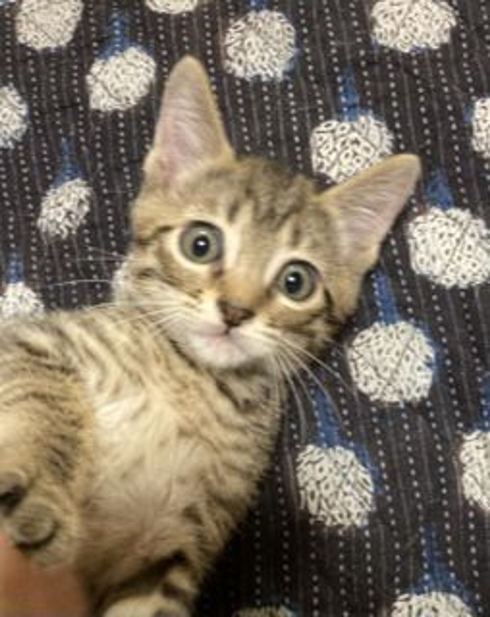 雑種（ミックス猫）・オスの里親募集の写真
