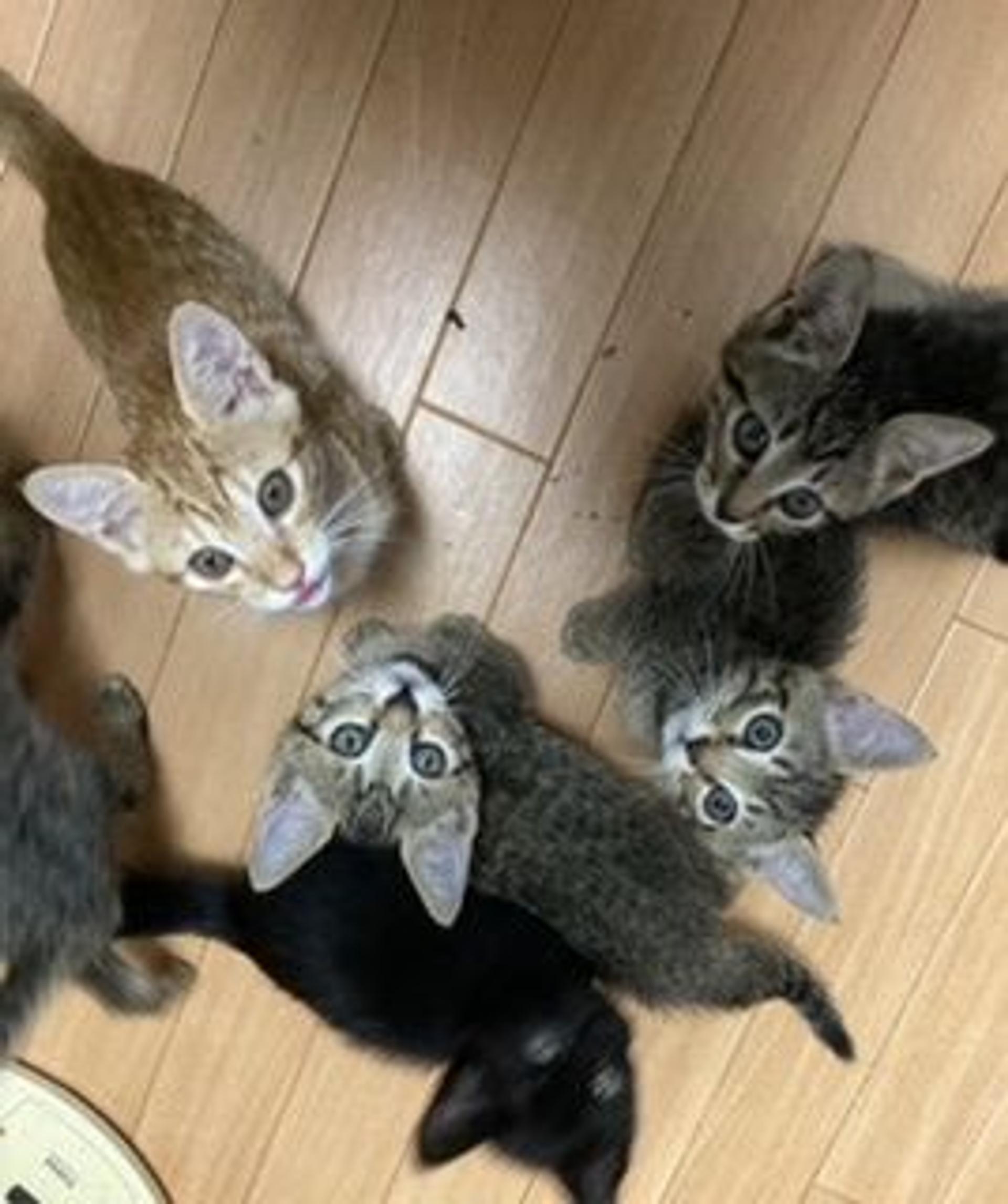pet-image-5