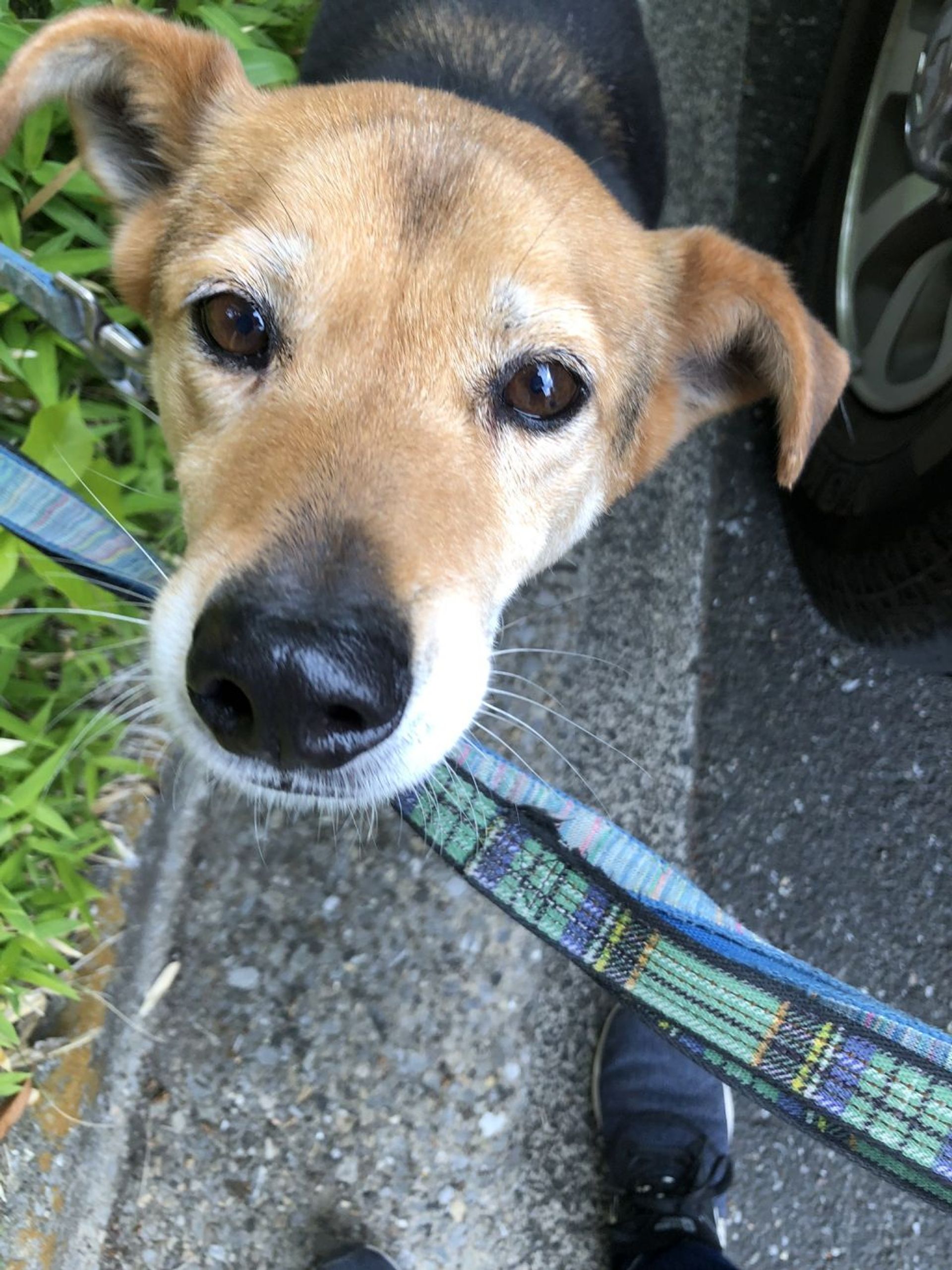 雑種（ミックス犬）・オスの里親募集の写真