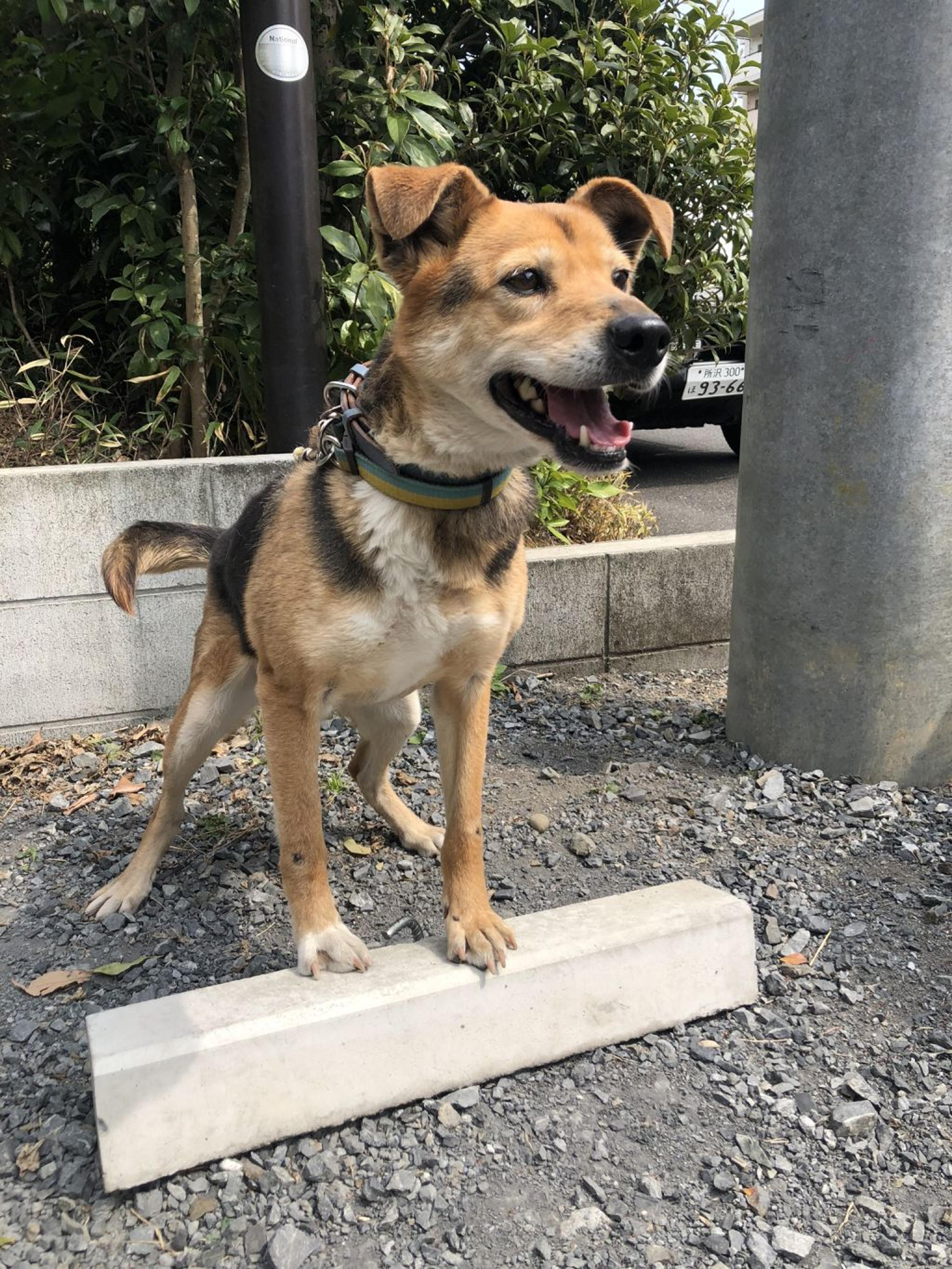 pet-image-2