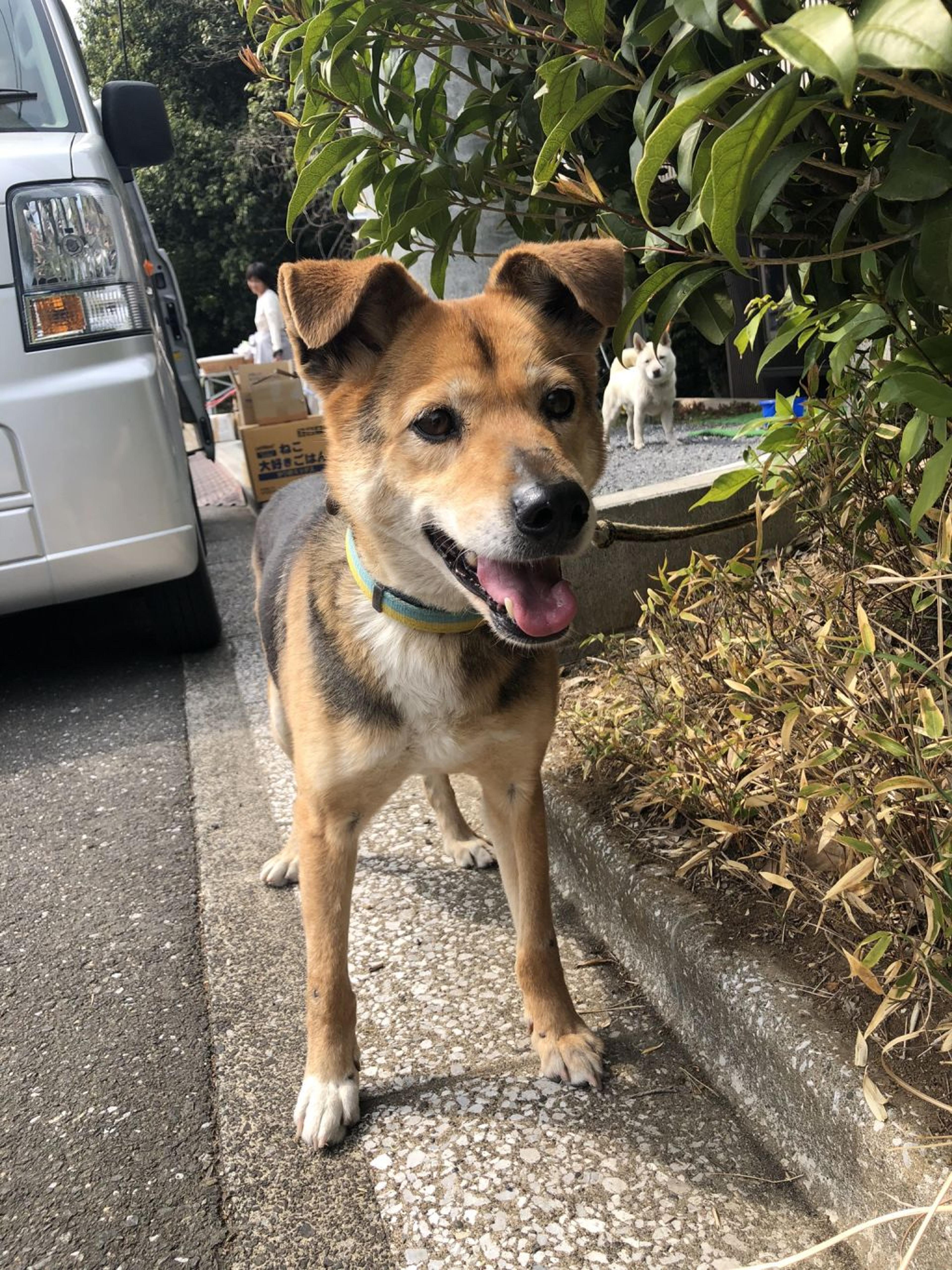 pet-image-3