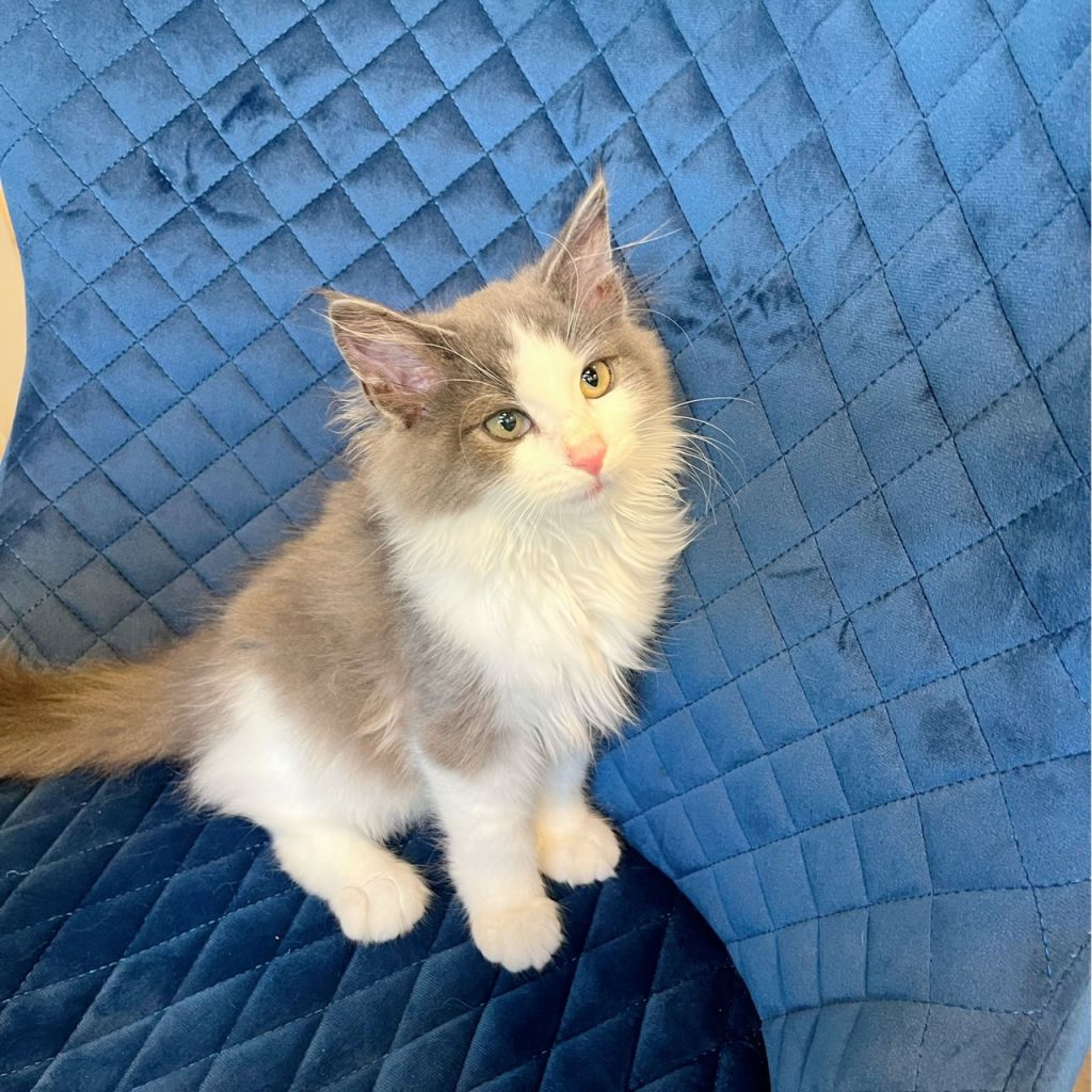 pet-image-4