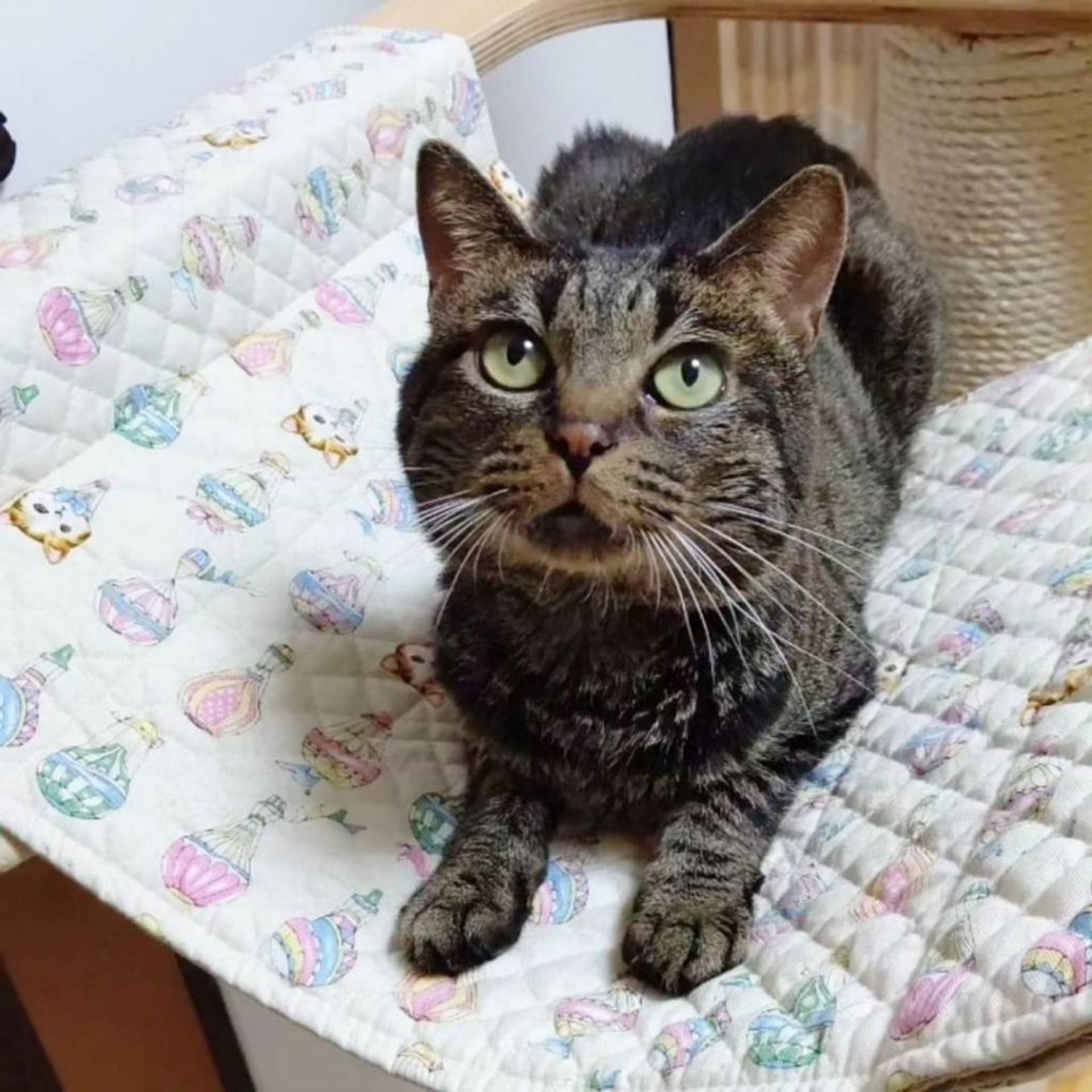pet-image-4