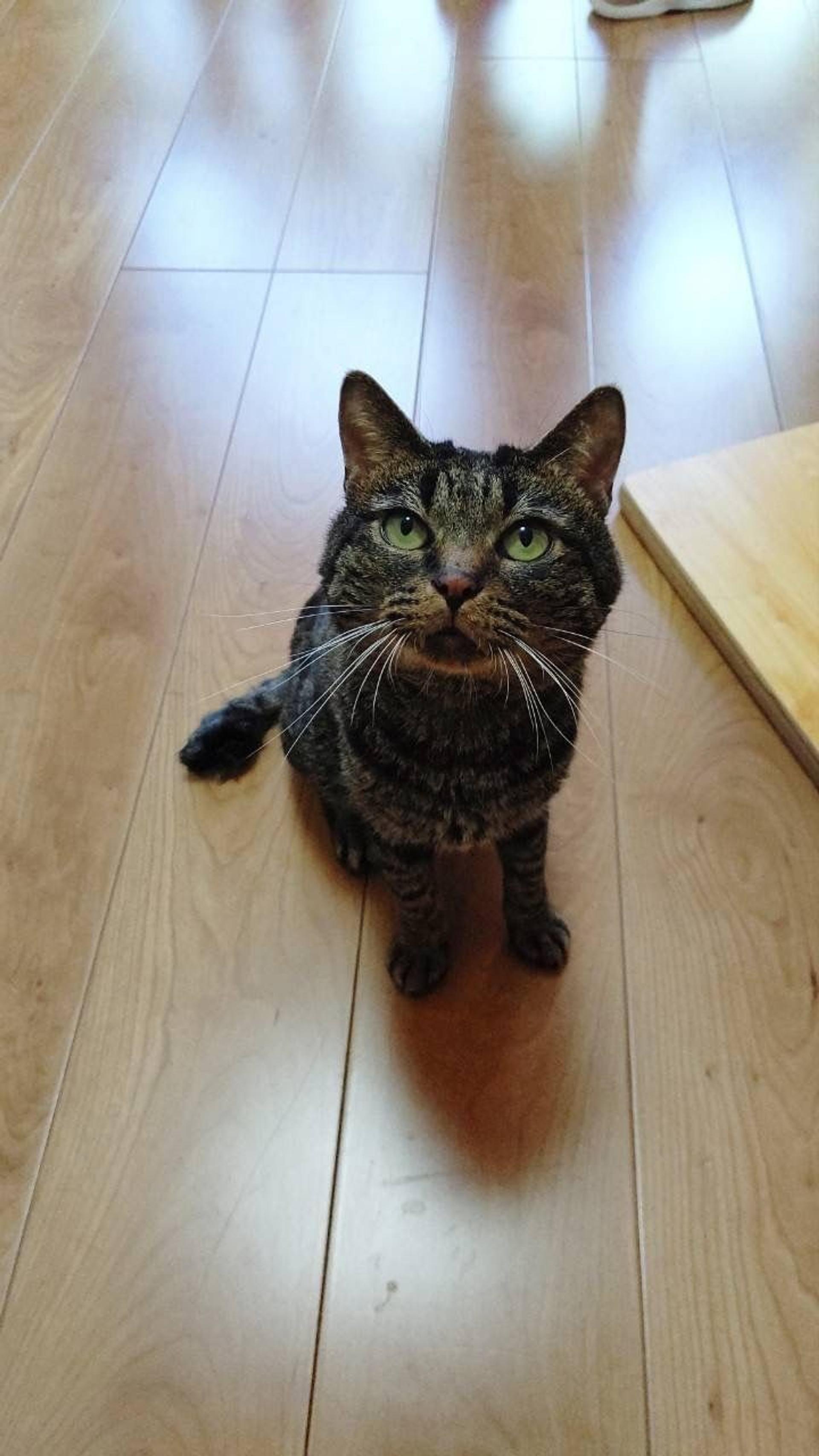 pet-image-7