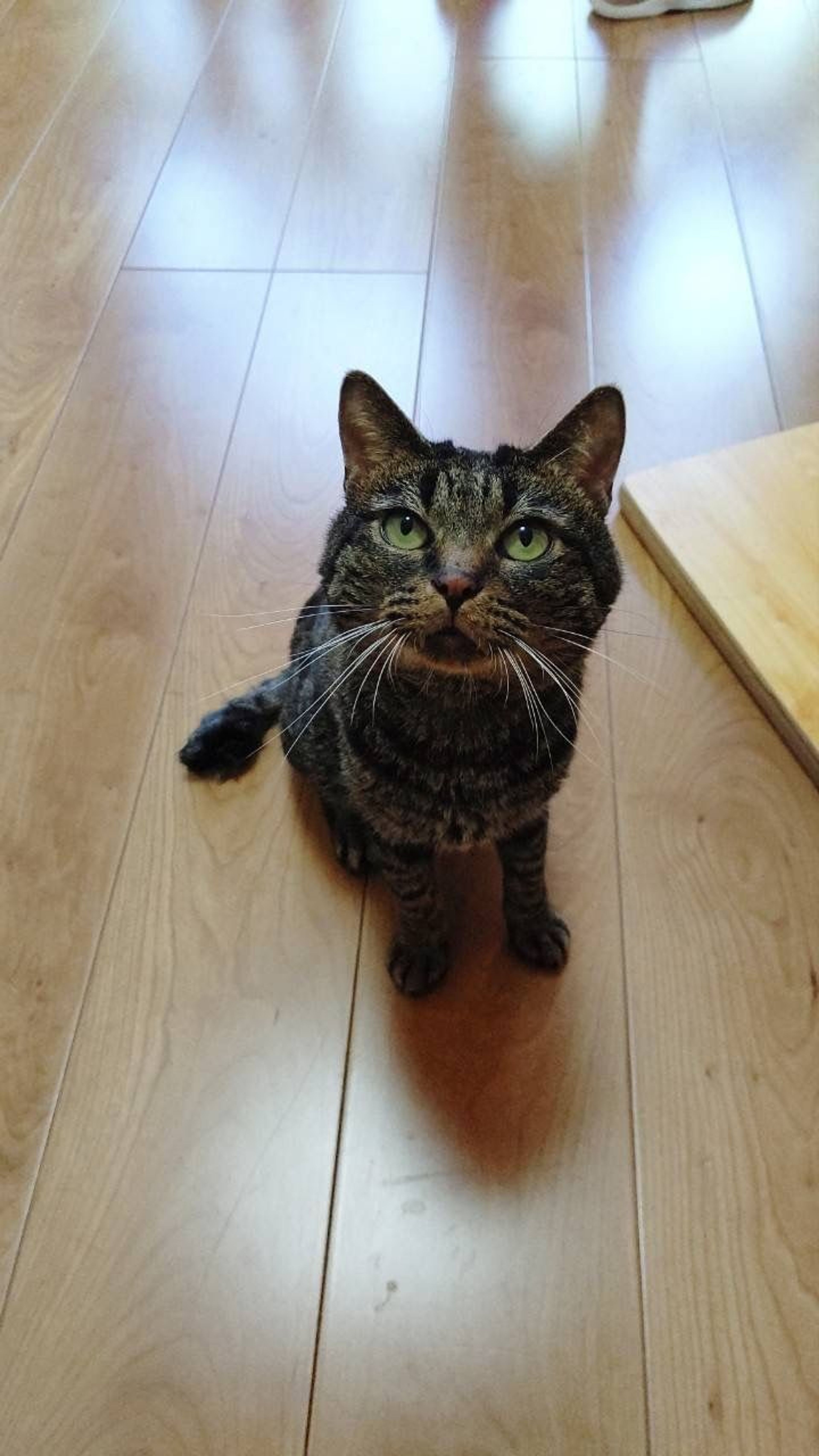 pet-image-7