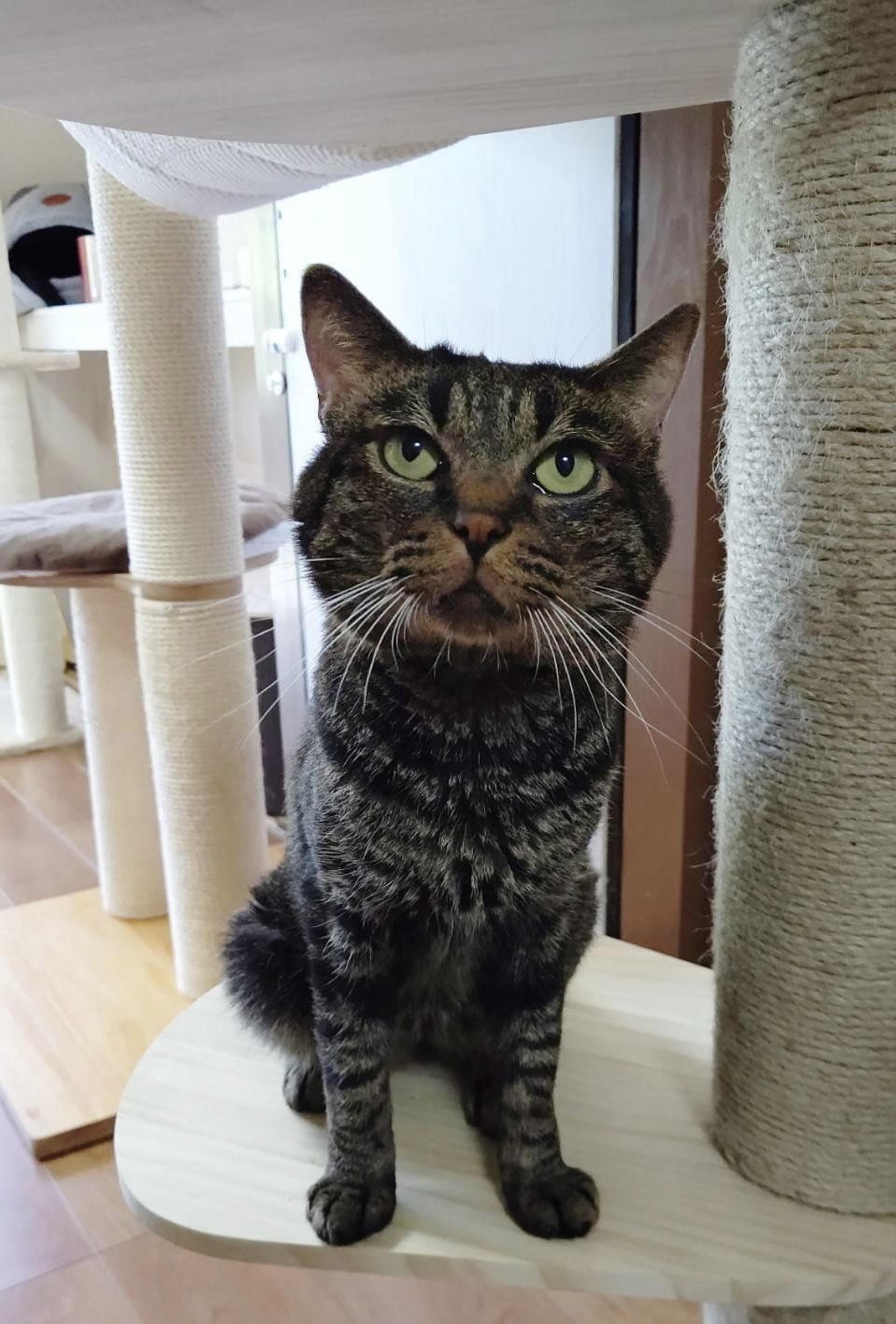 pet-image-8