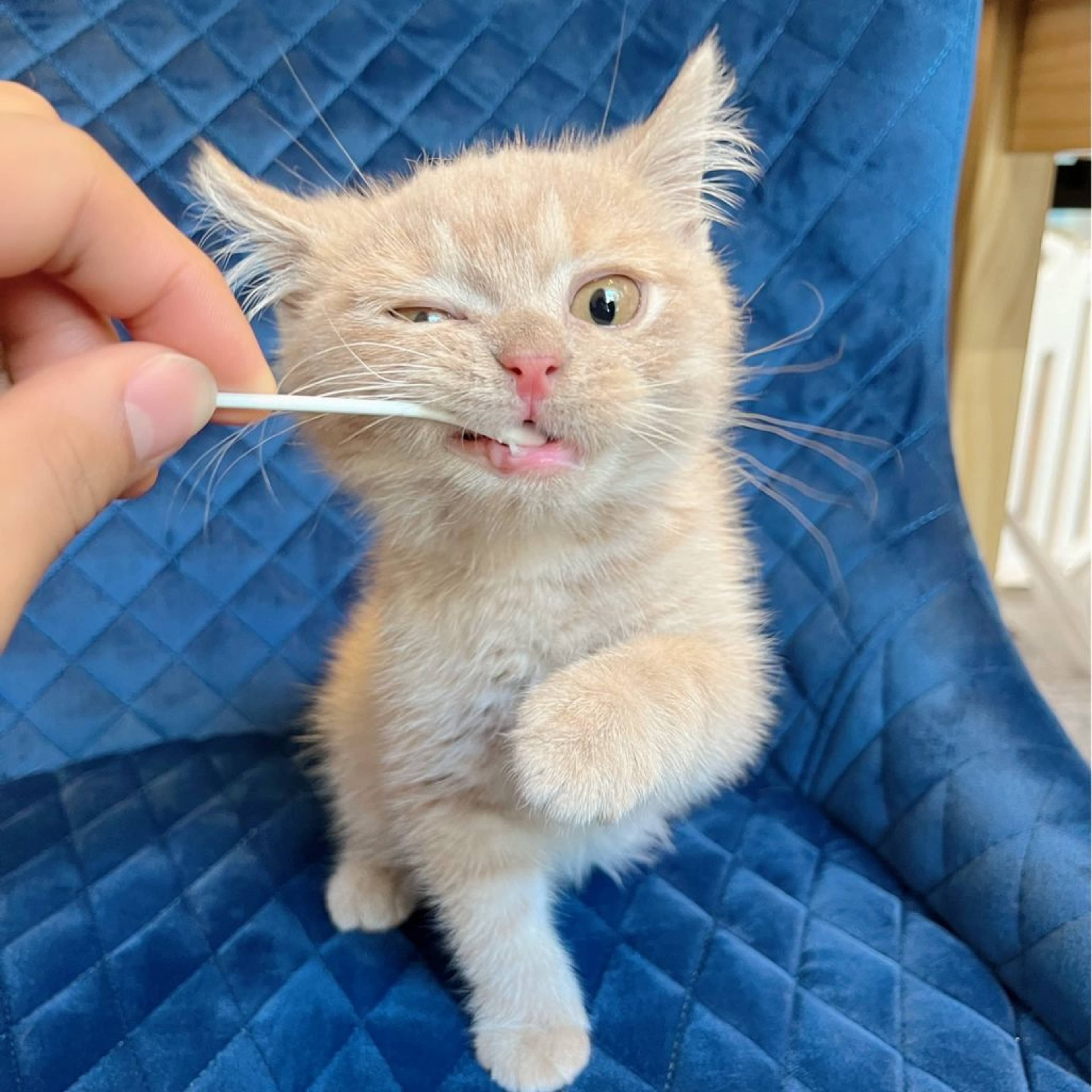 ブリティッシュショートヘア・オスの里親募集の写真