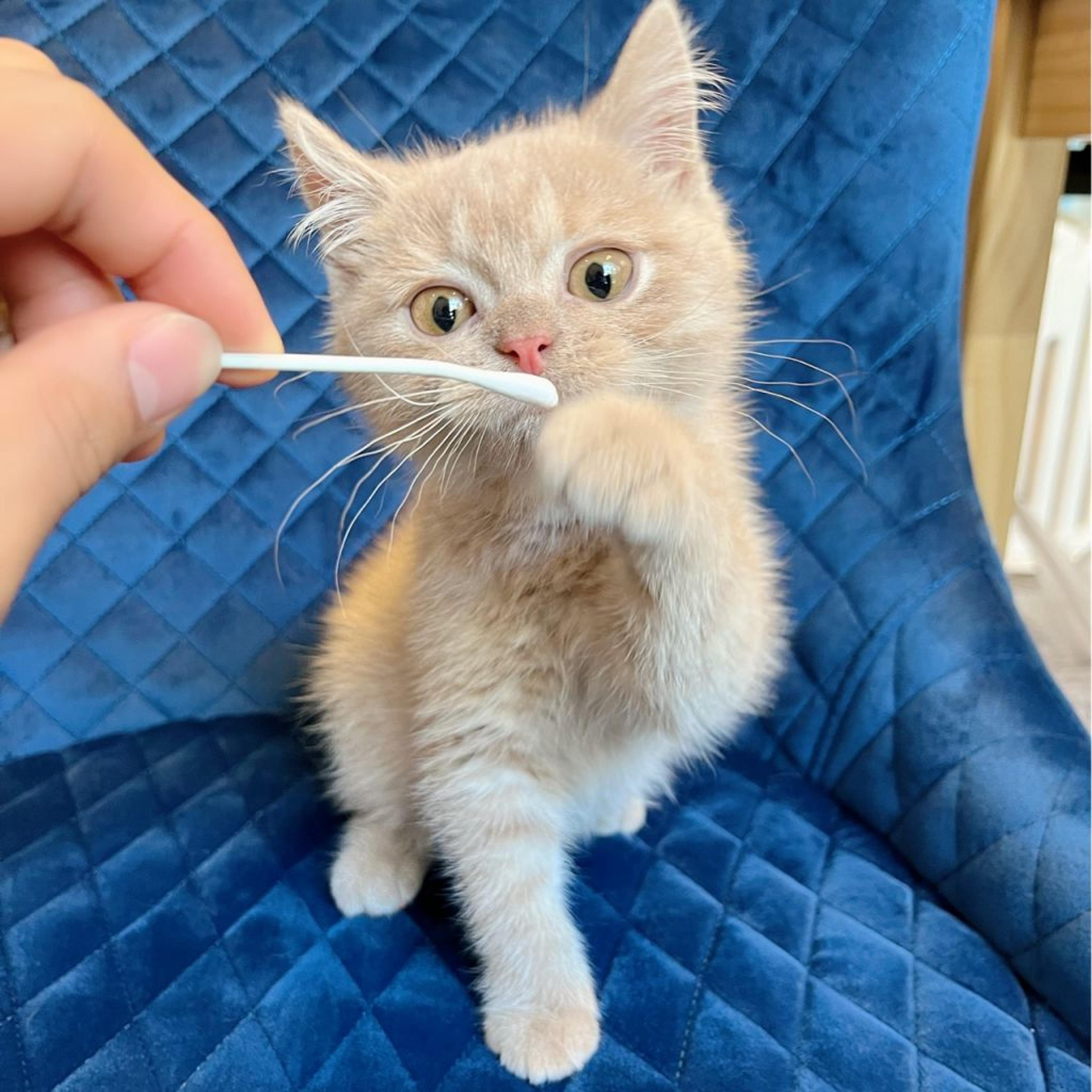 pet-image-2