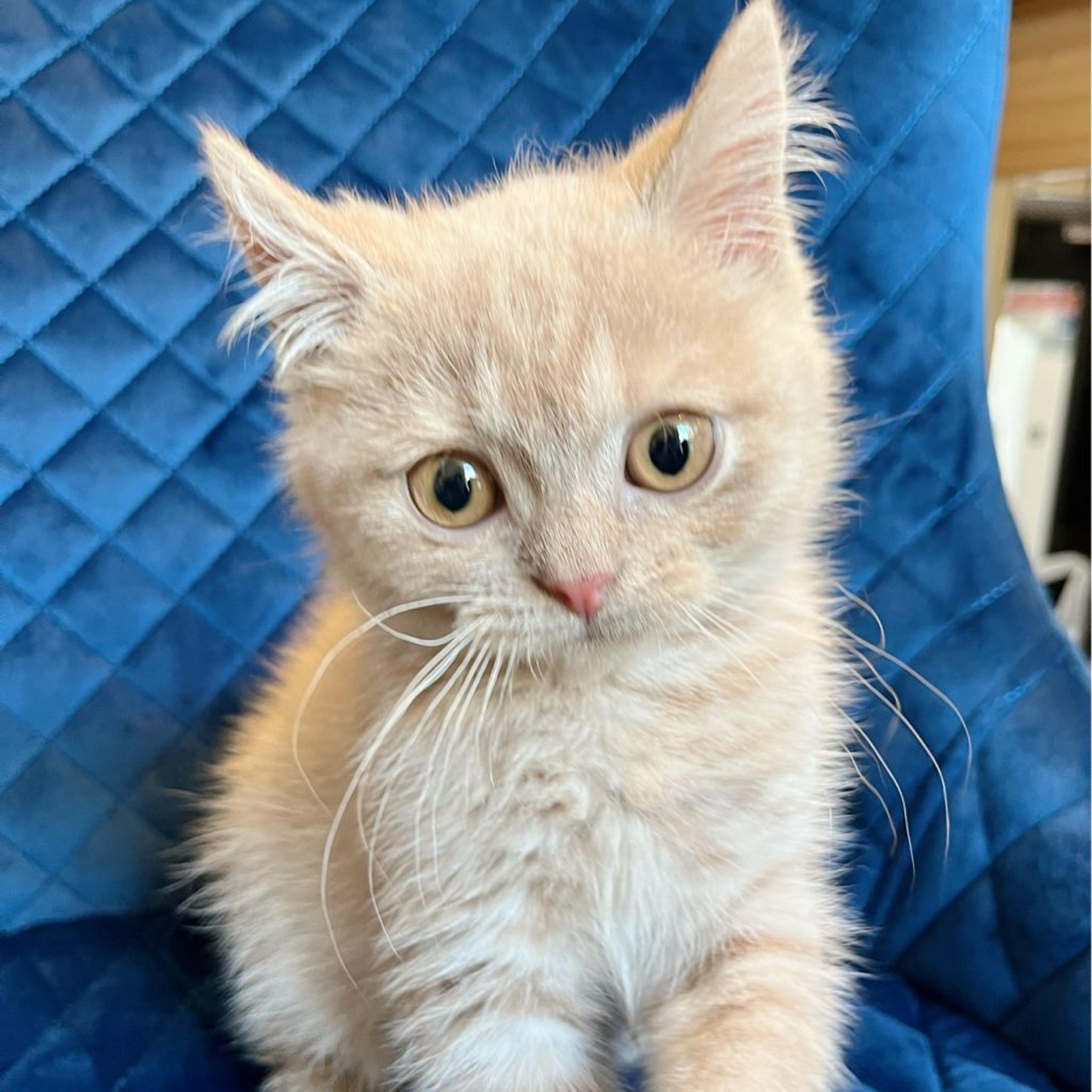 pet-image-3