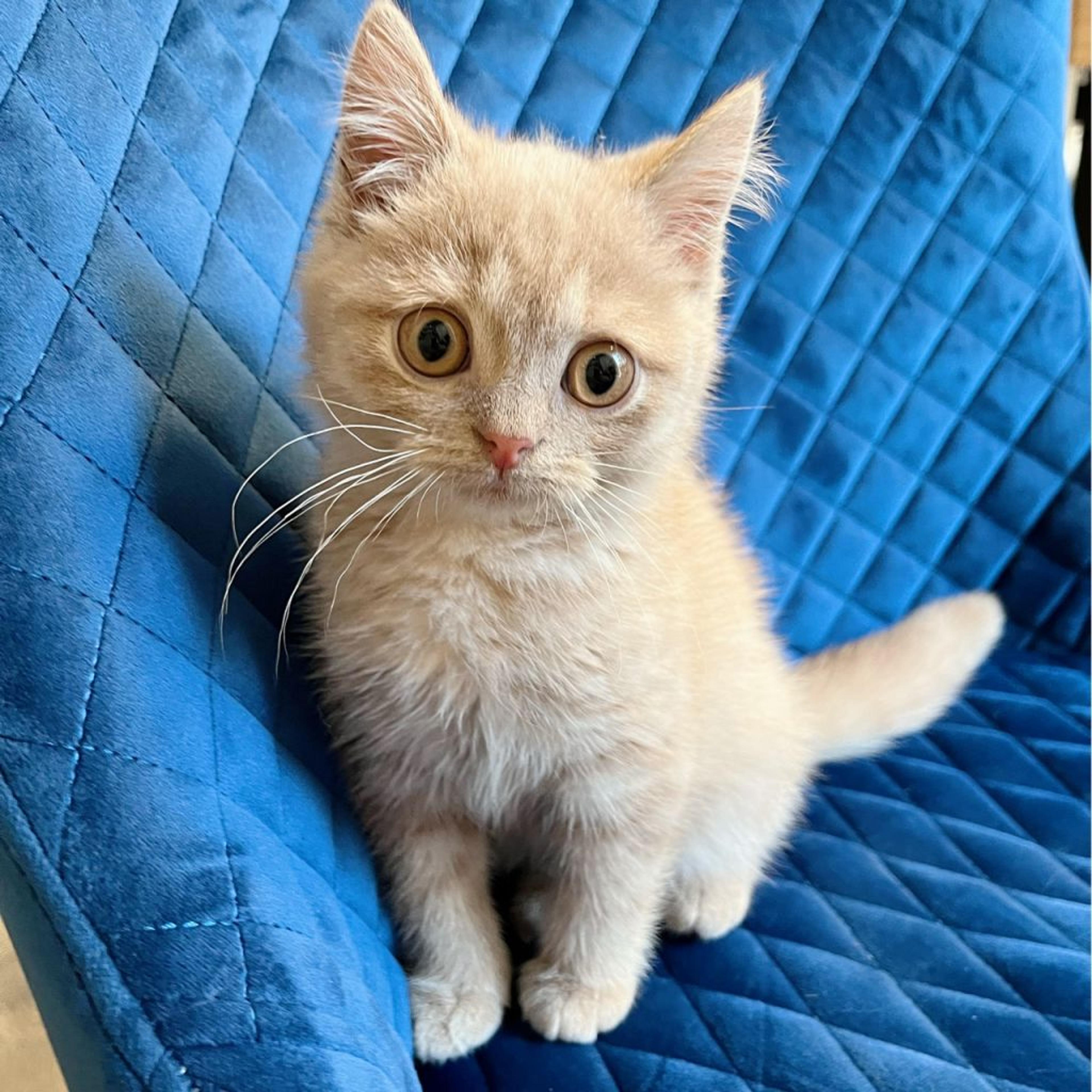 pet-image-4