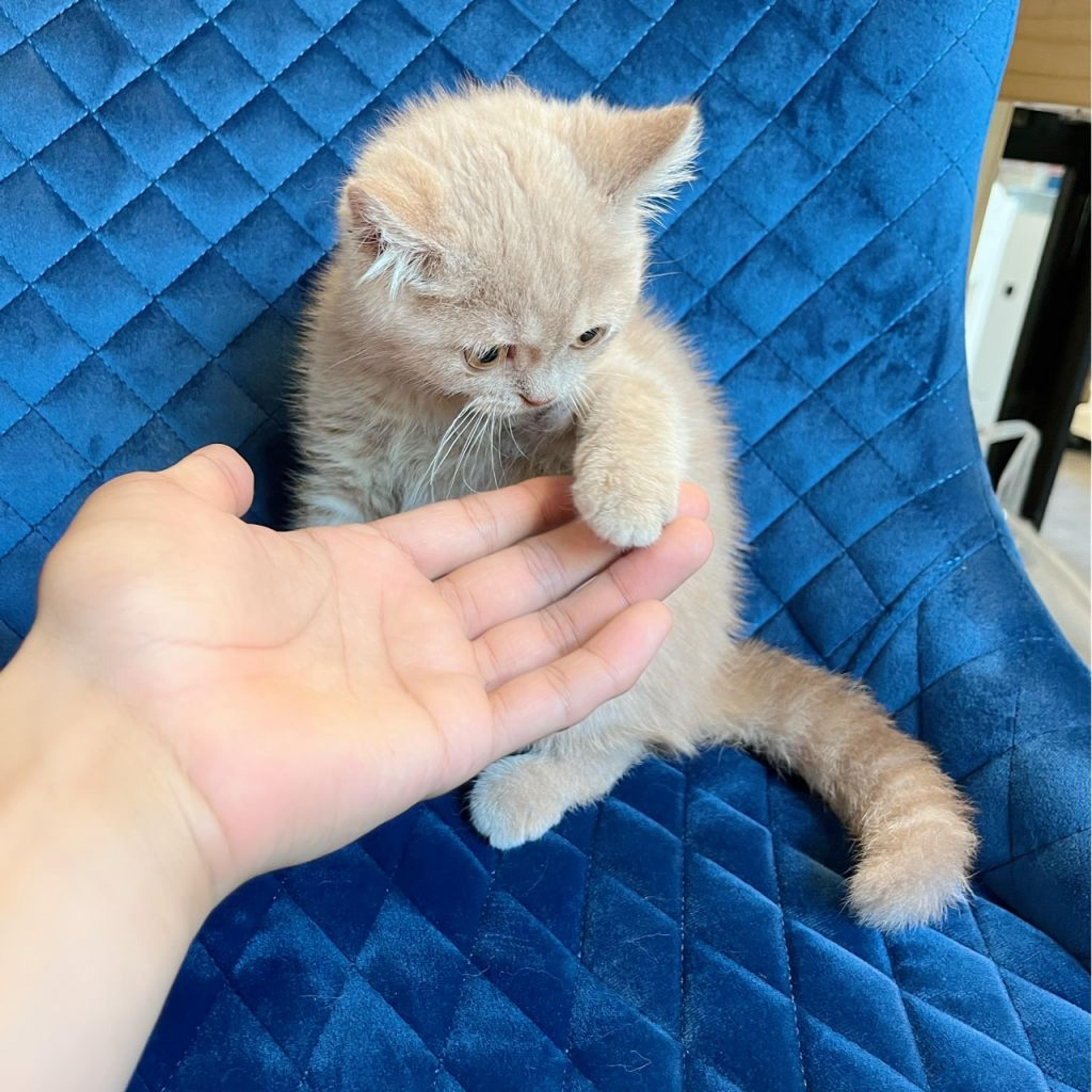 pet-image-5