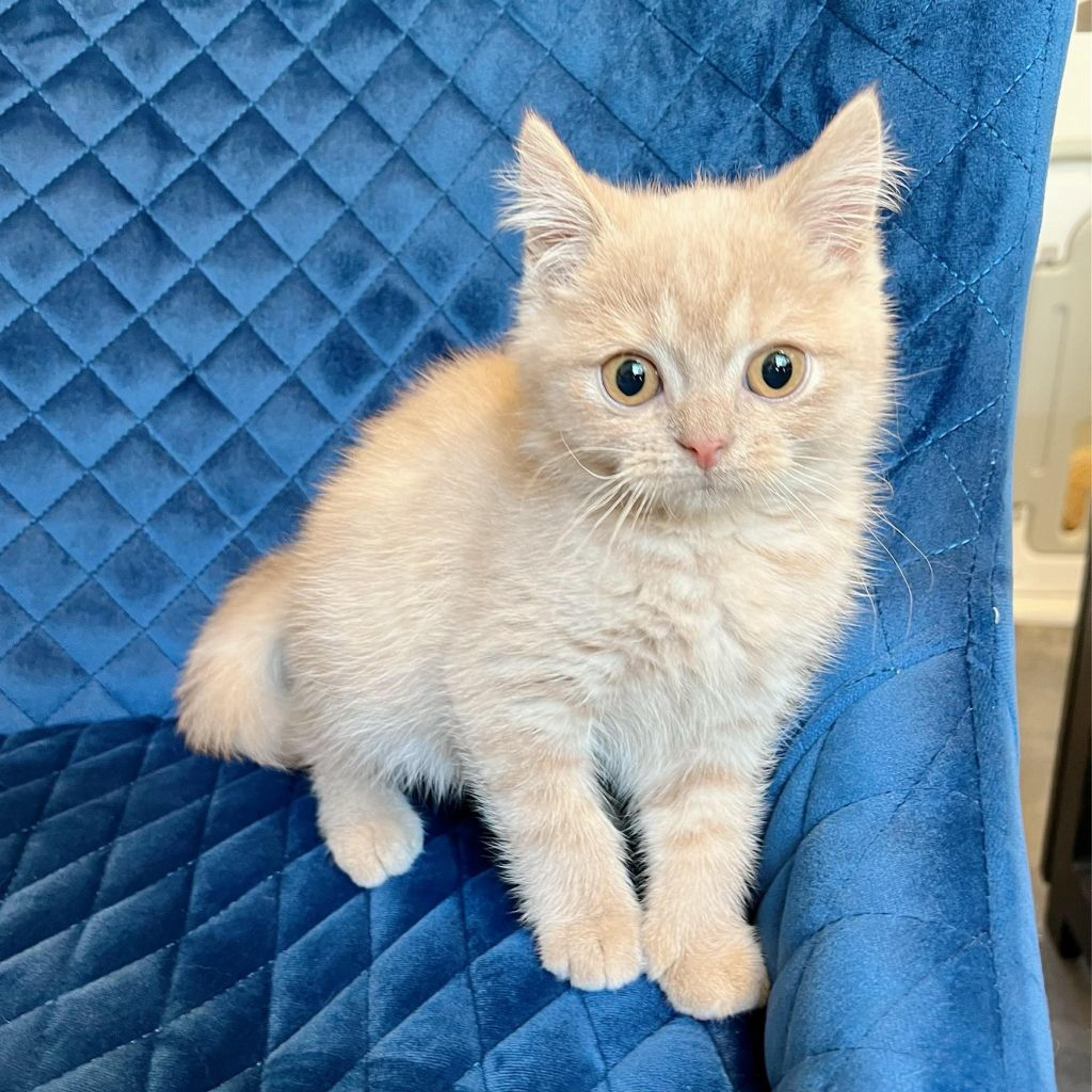 pet-image-6