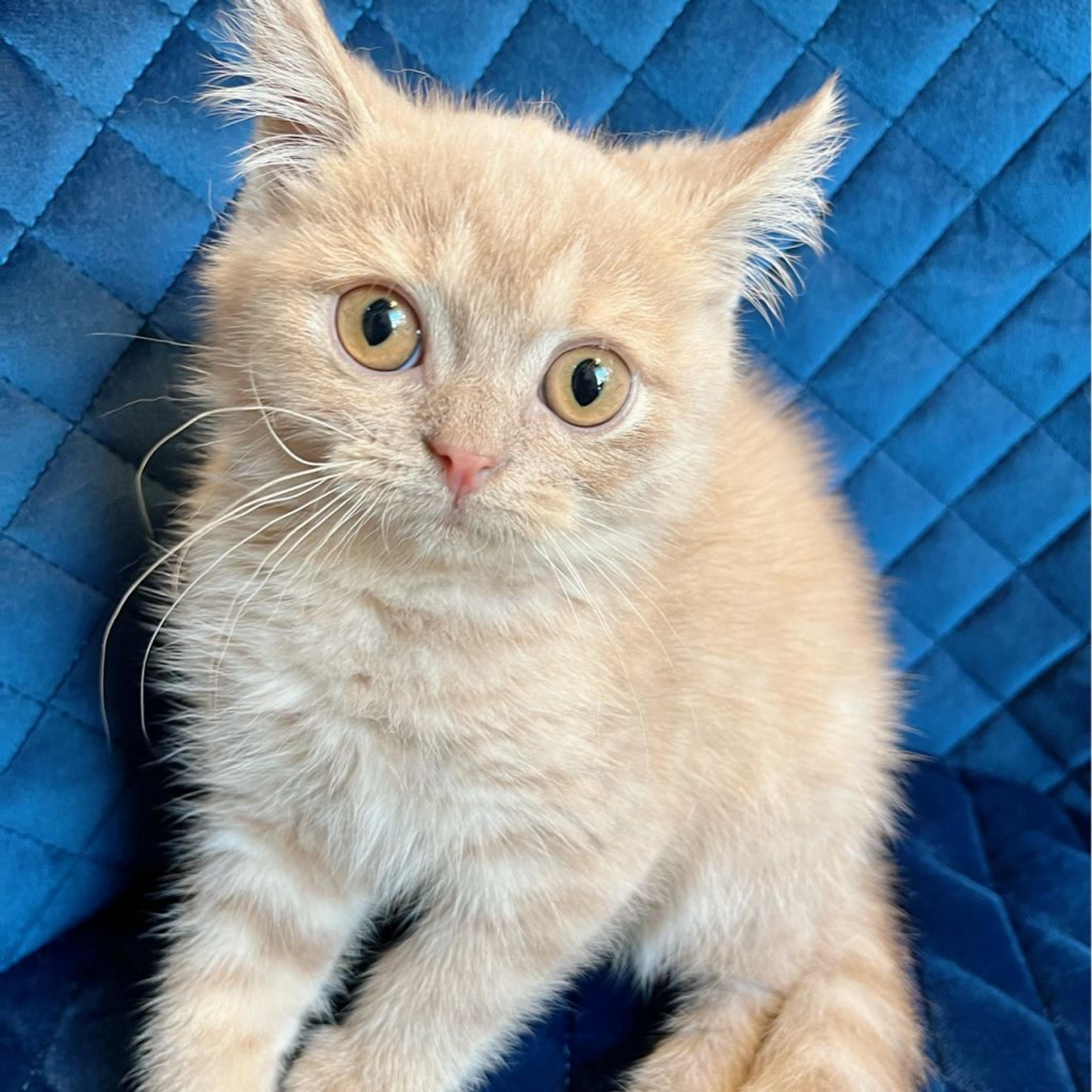 pet-image-7