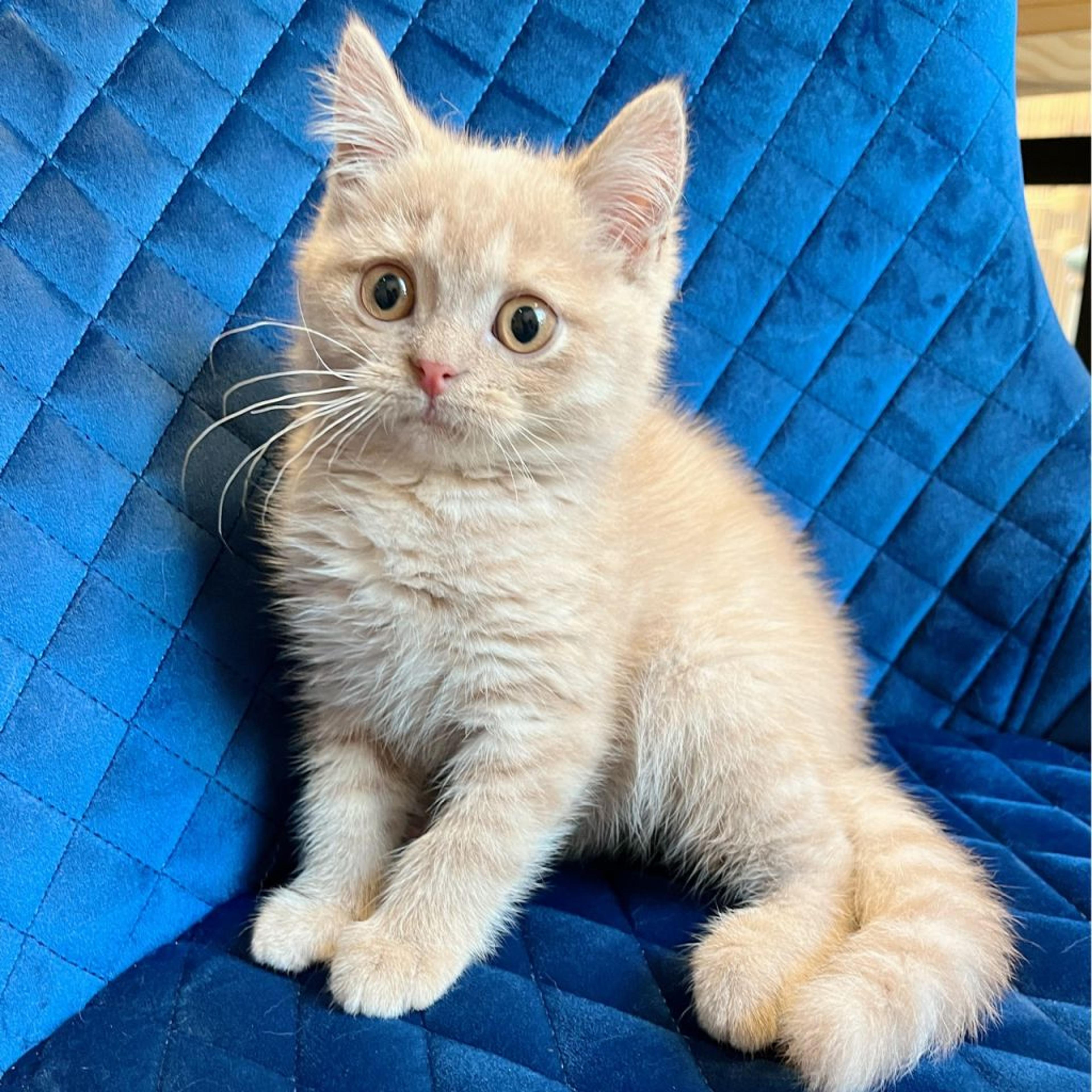 pet-image-8