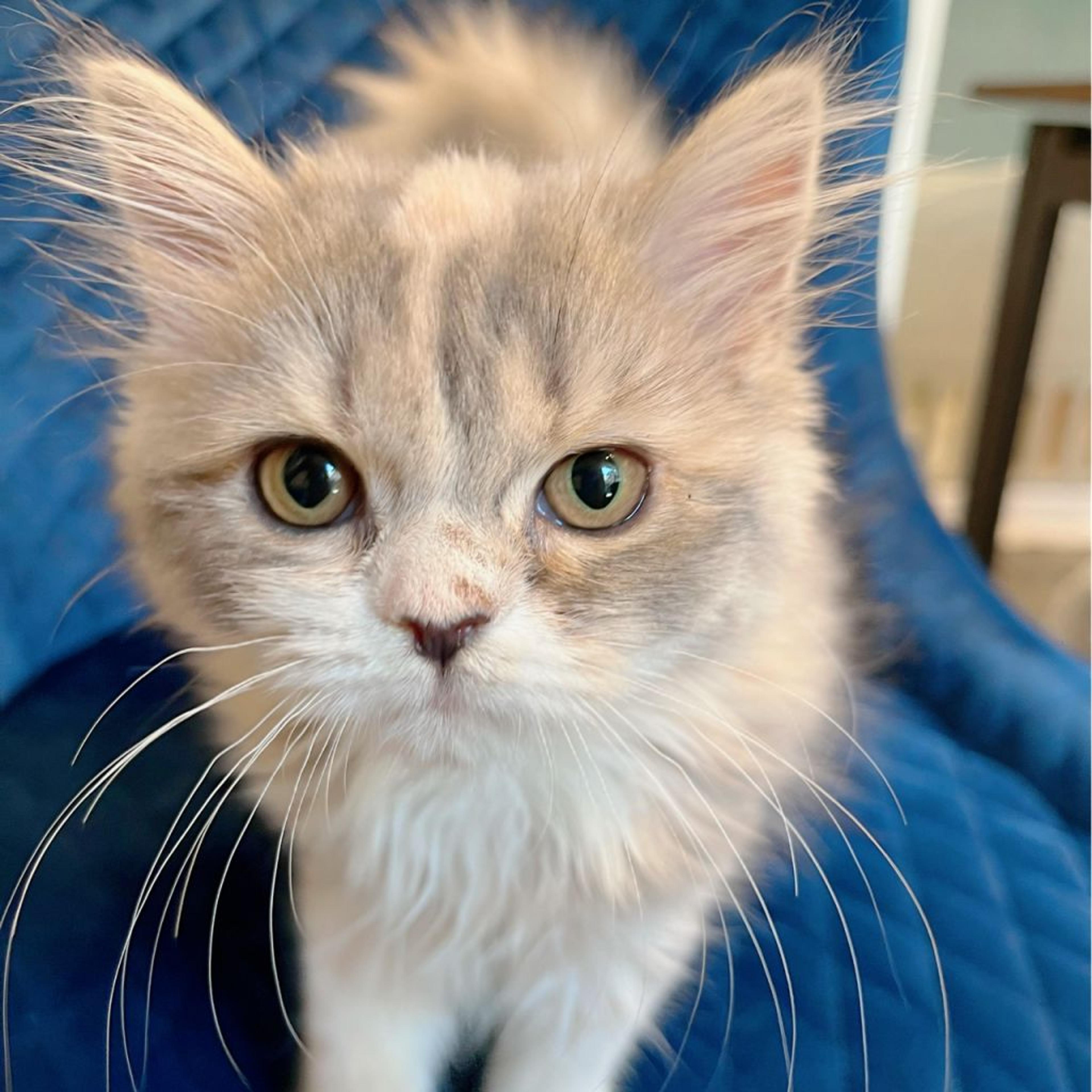 pet-image-2