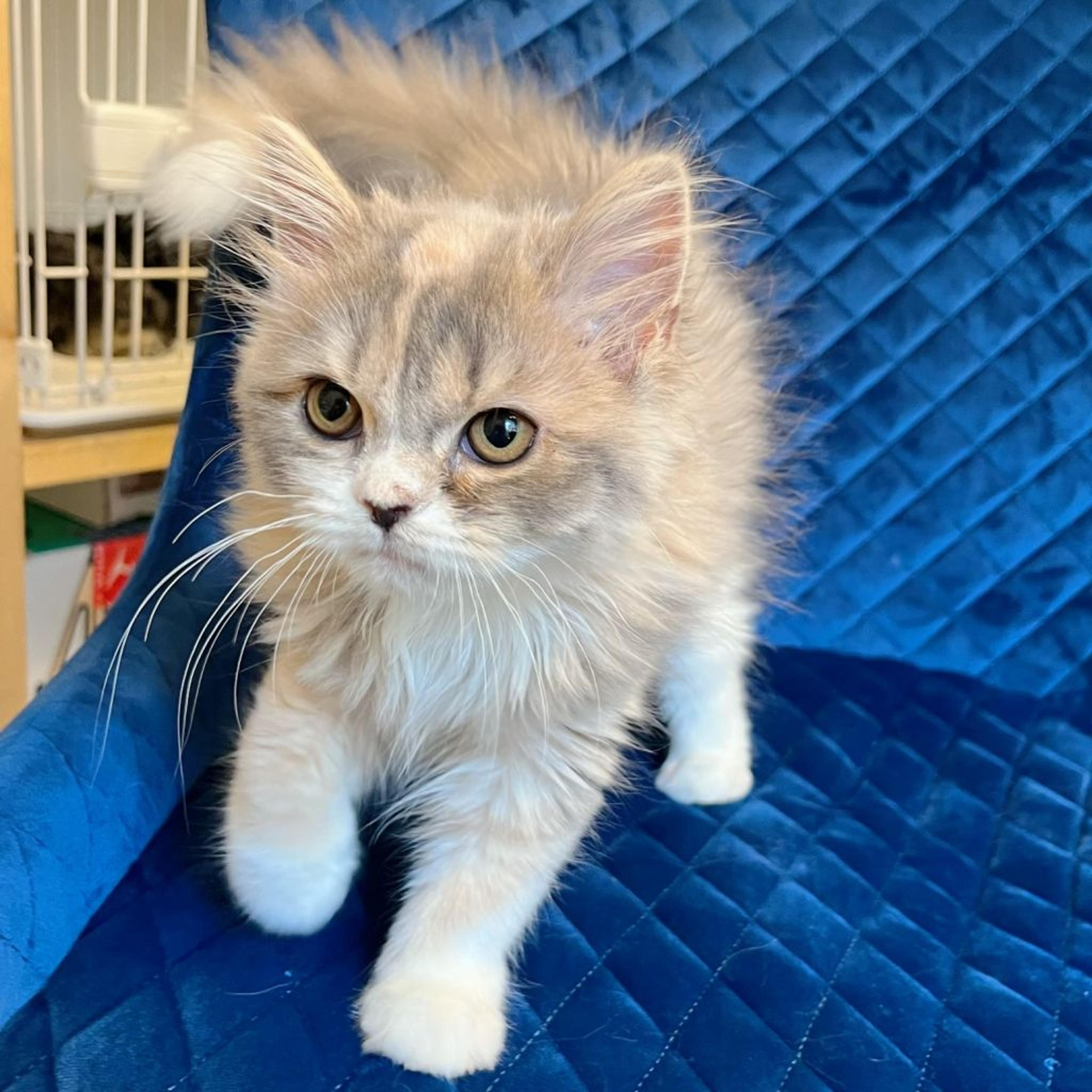 pet-image-3