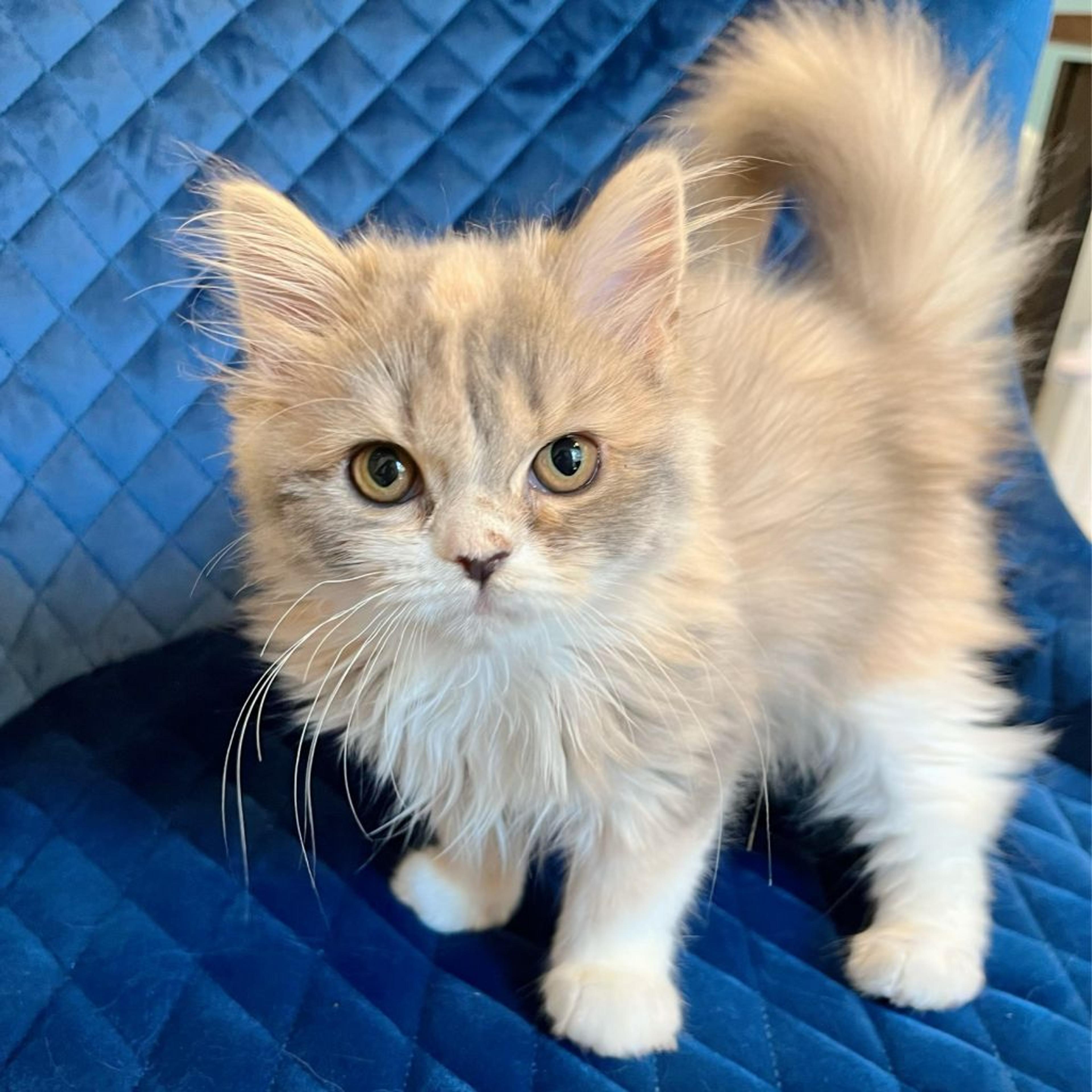 pet-image-4