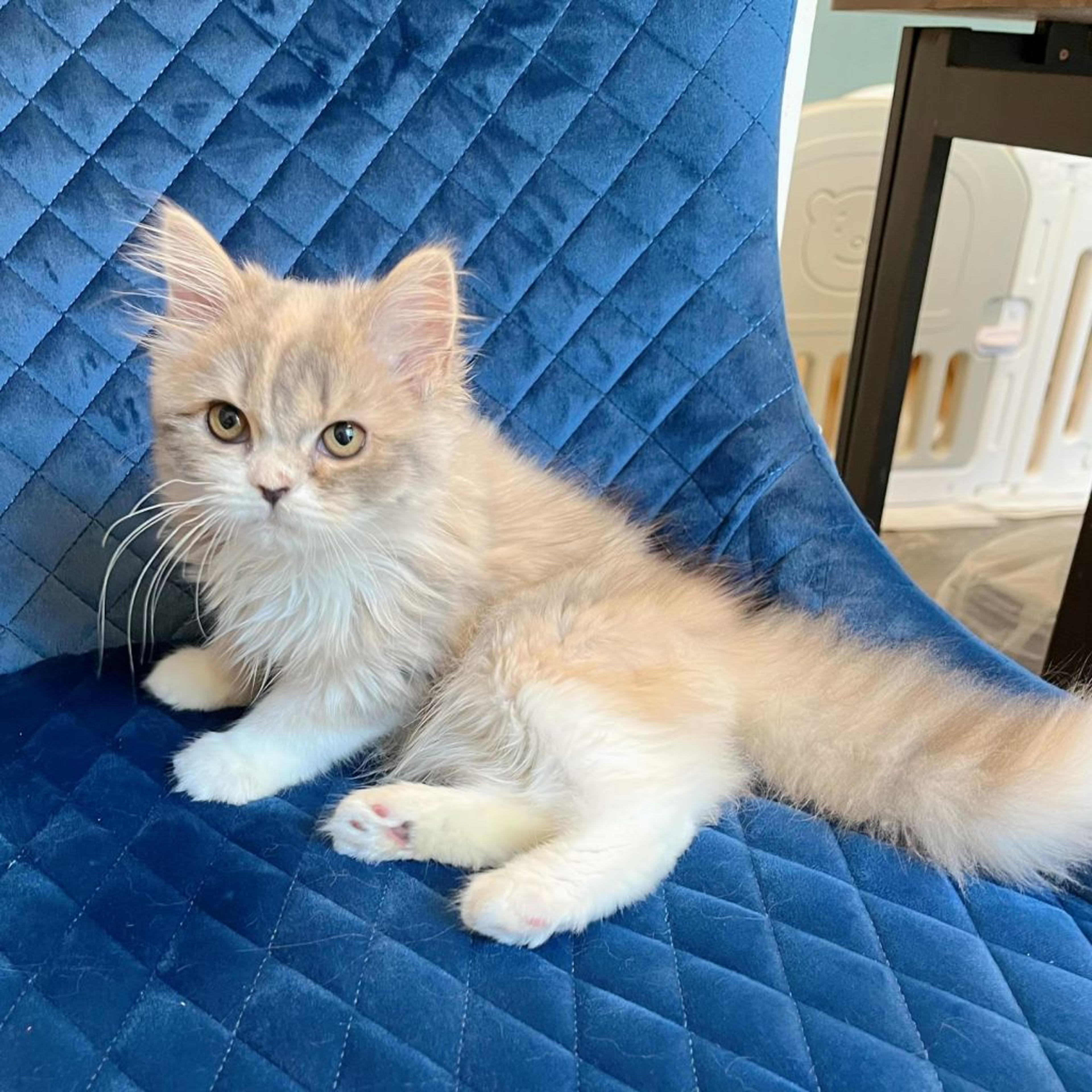 pet-image-7