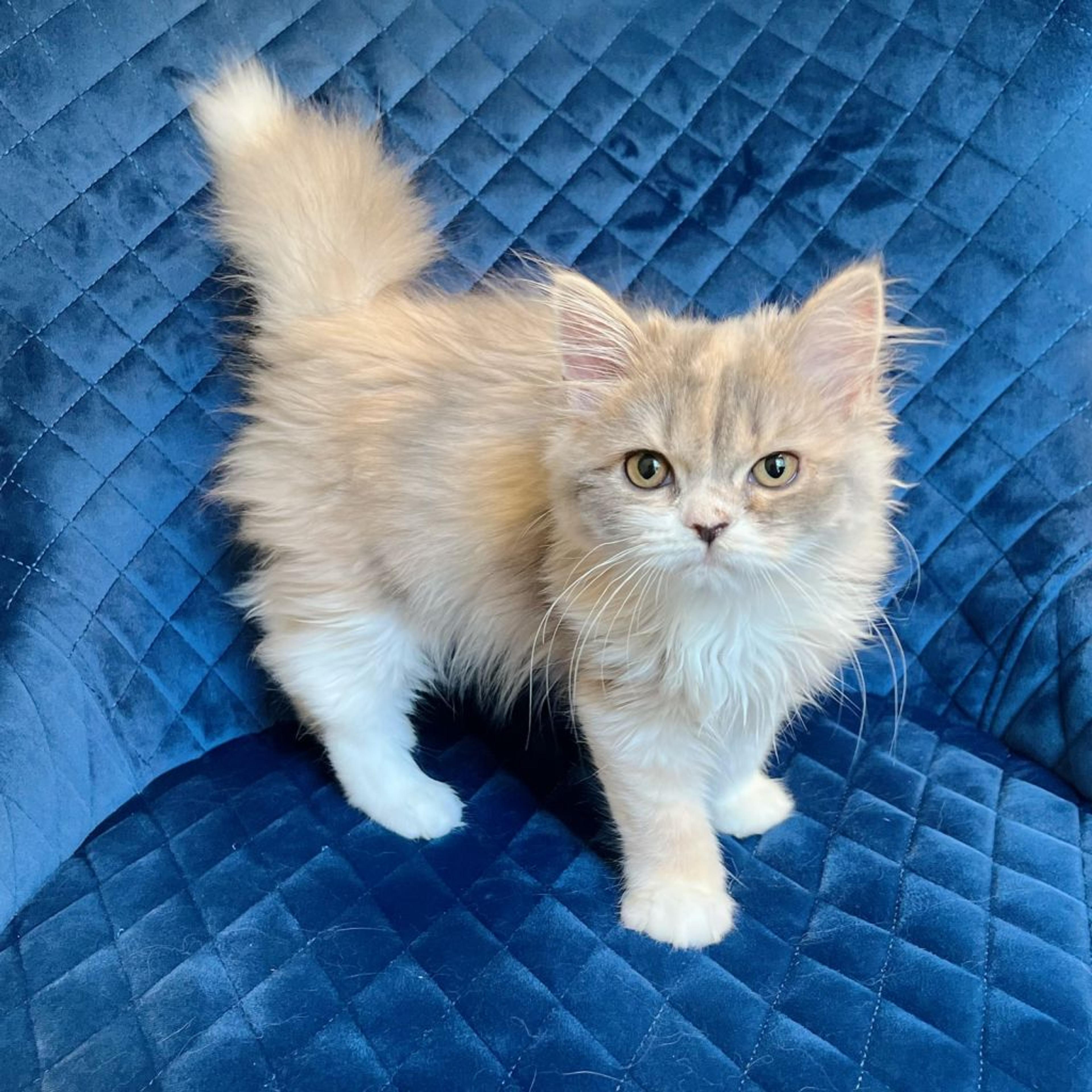 pet-image-8