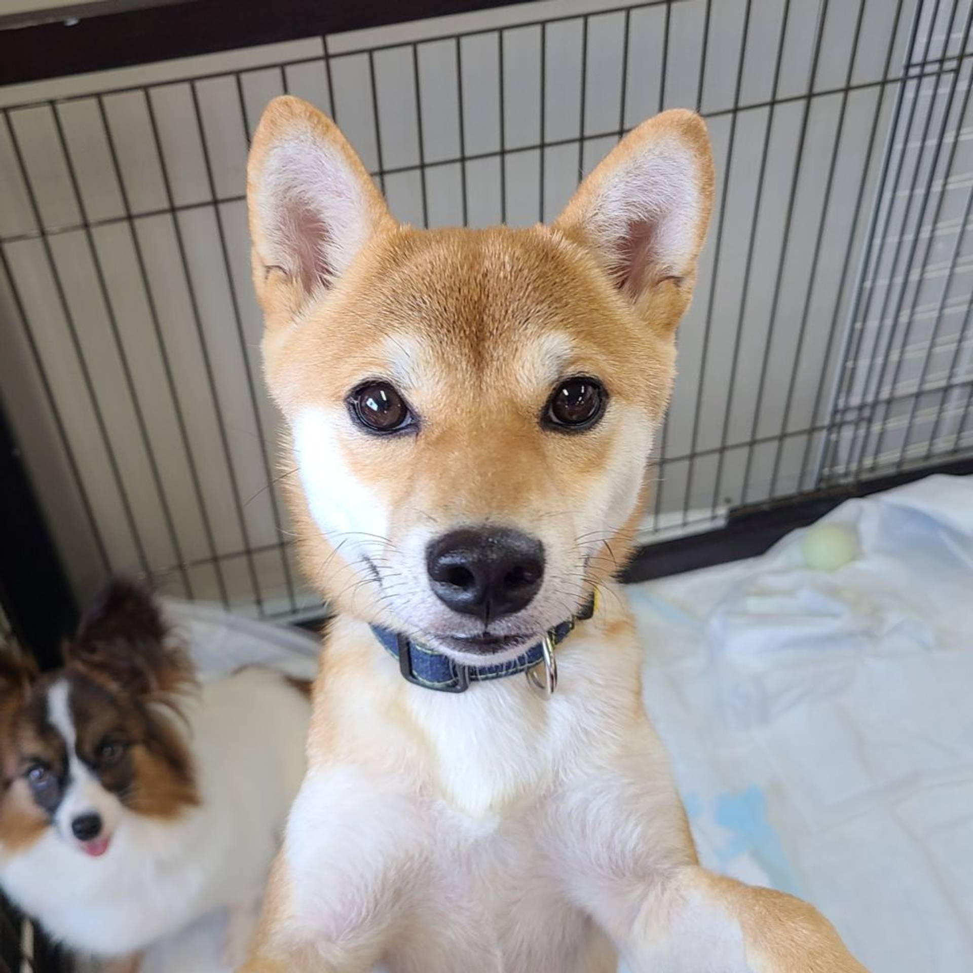 柴犬・メスの里親募集の写真