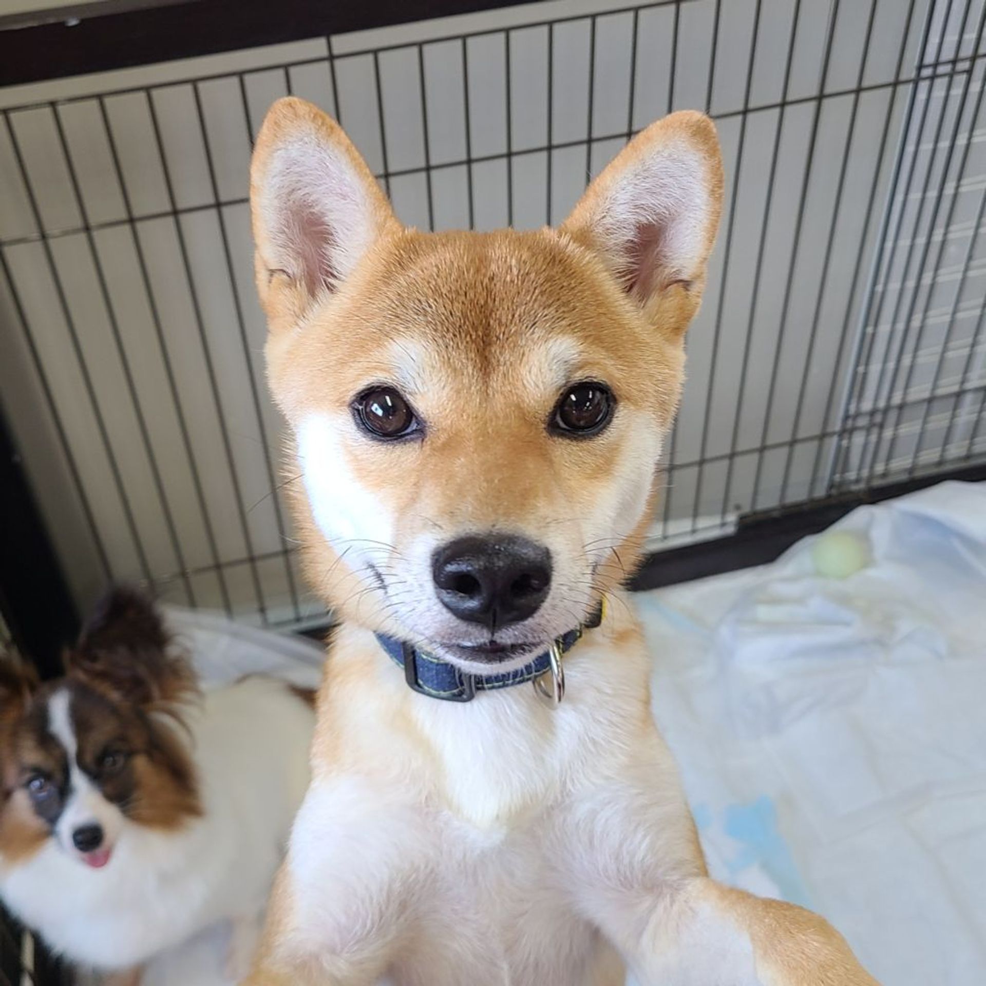 柴犬・メスの里親募集の写真