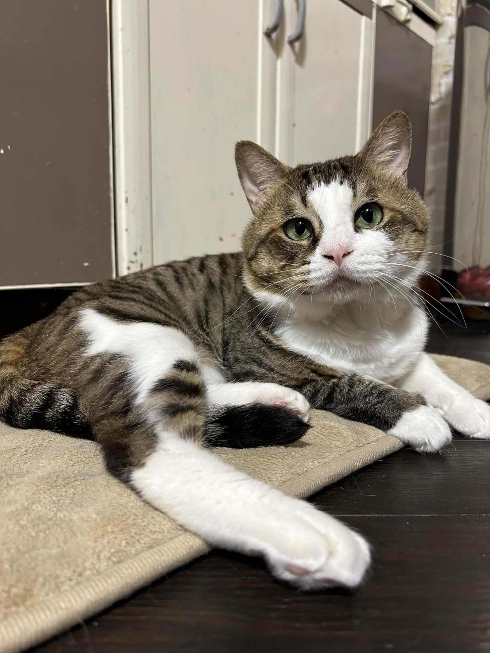 雑種（ミックス猫）・オスの里親募集の写真