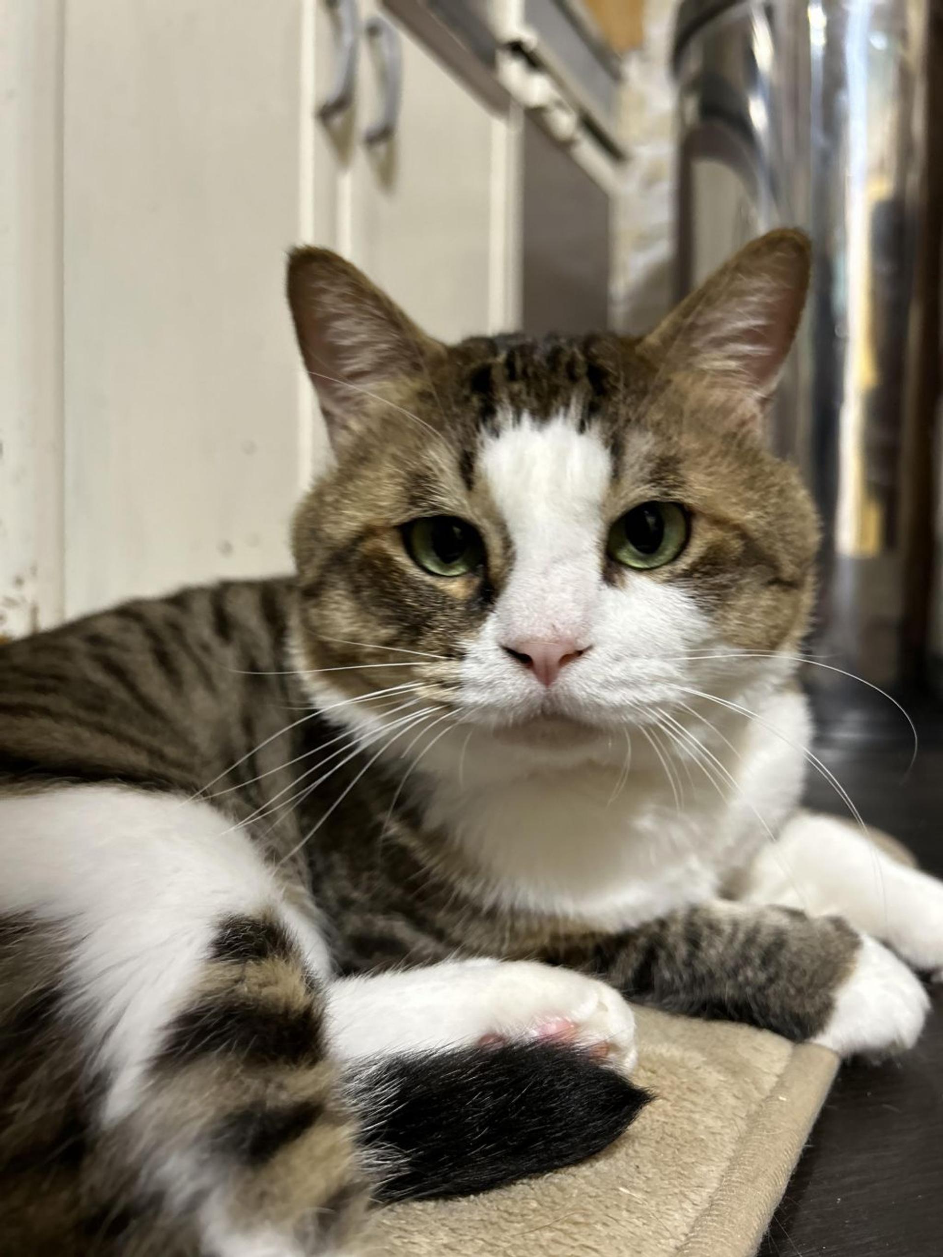 pet-image-2