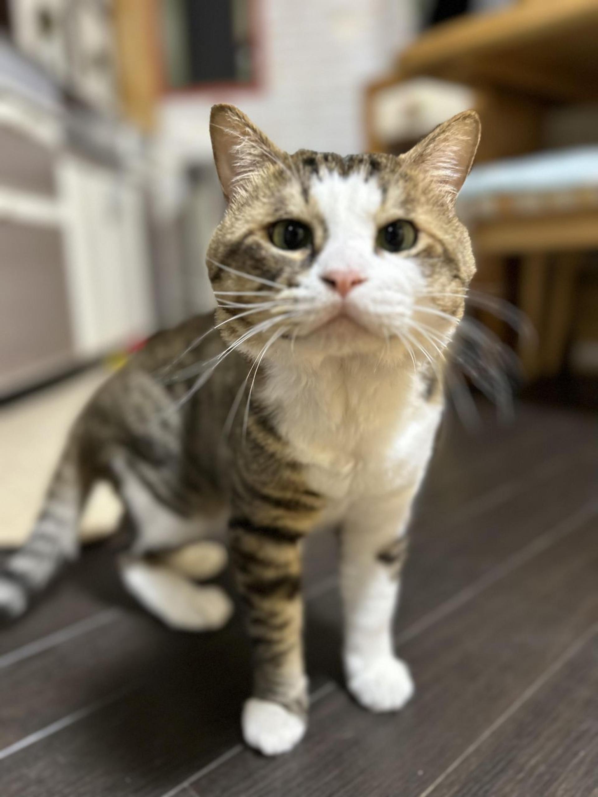 pet-image-3
