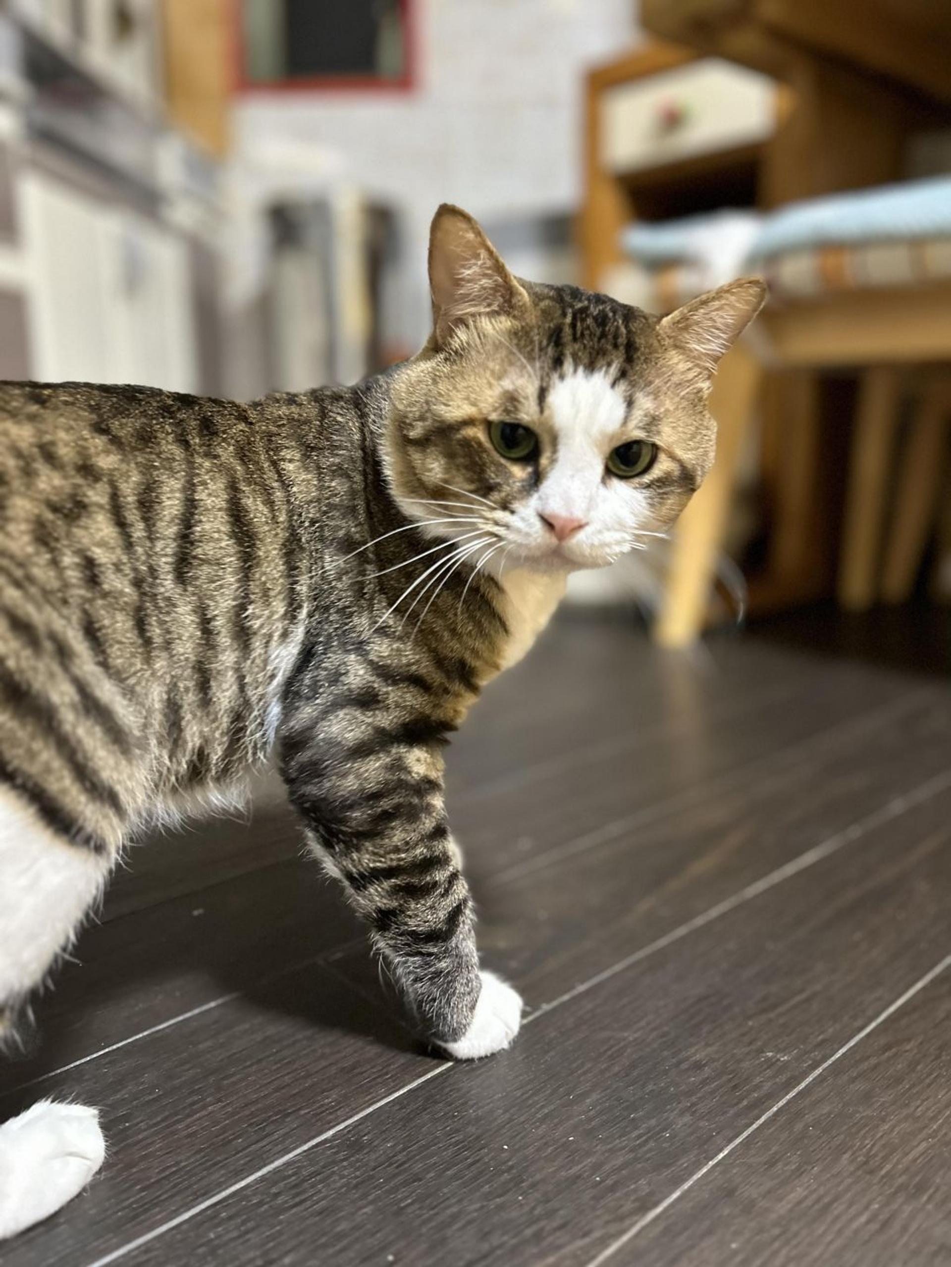 pet-image-4
